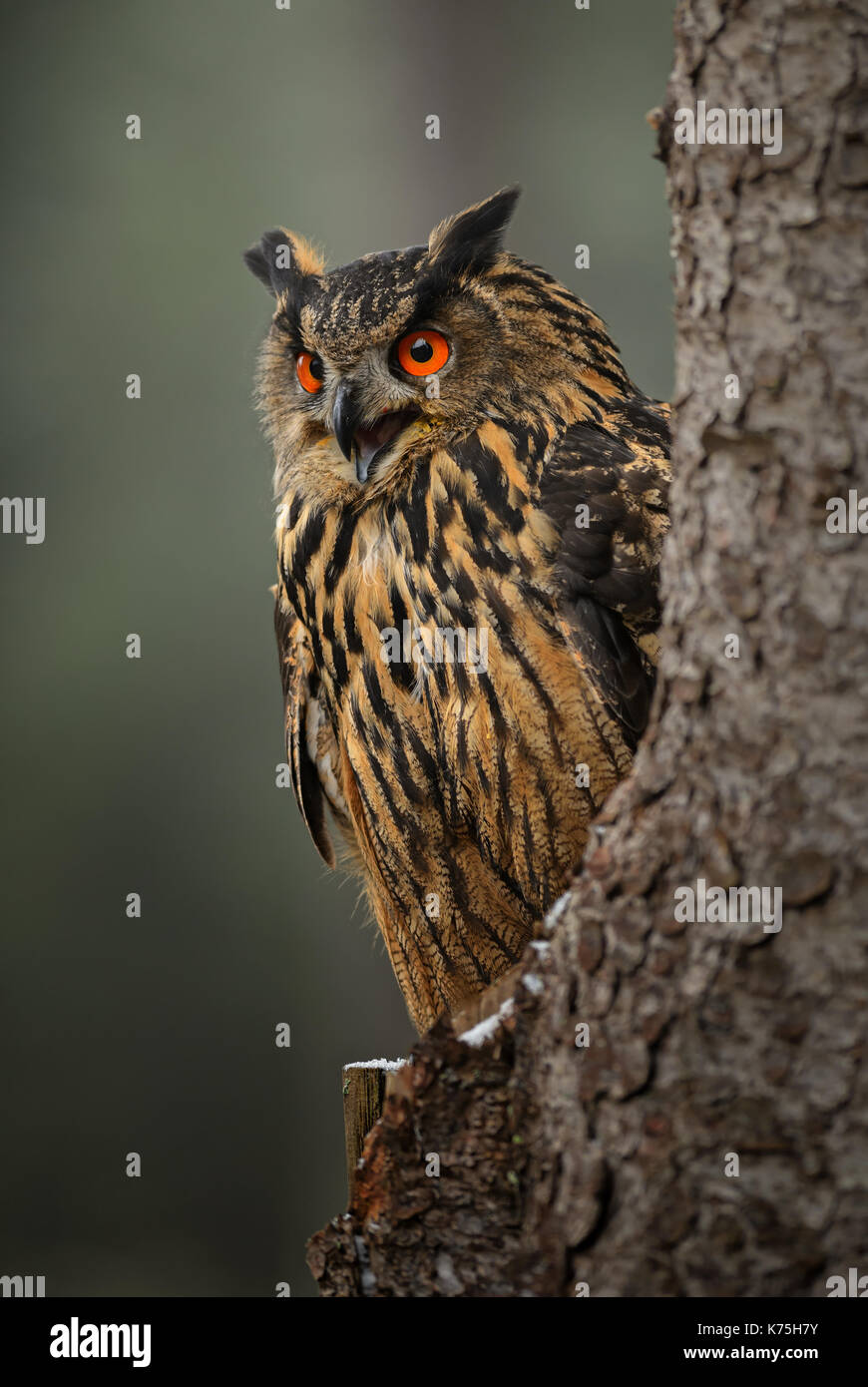 Gufo reale - Bubo bubo Foto Stock
