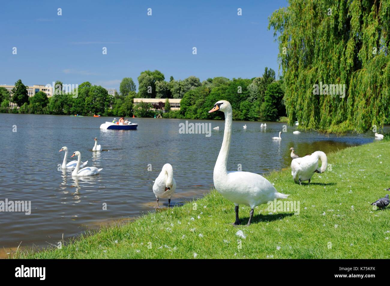 Francia, della Mosella, Metz, il lago sulla Mosella, oche in libertà Foto Stock
