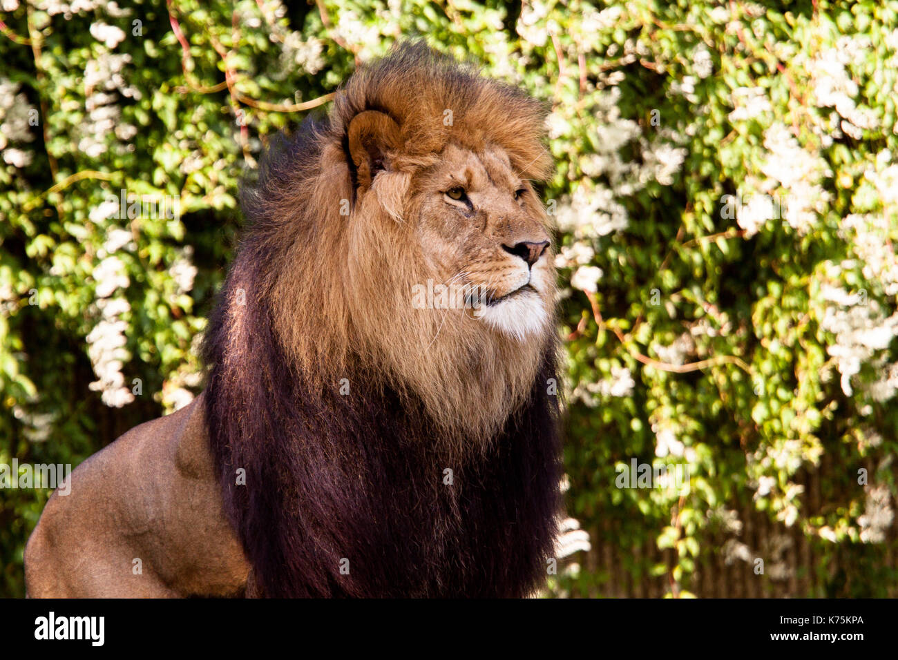 Maschio di leone lo zoo di Copenaghen Foto Stock