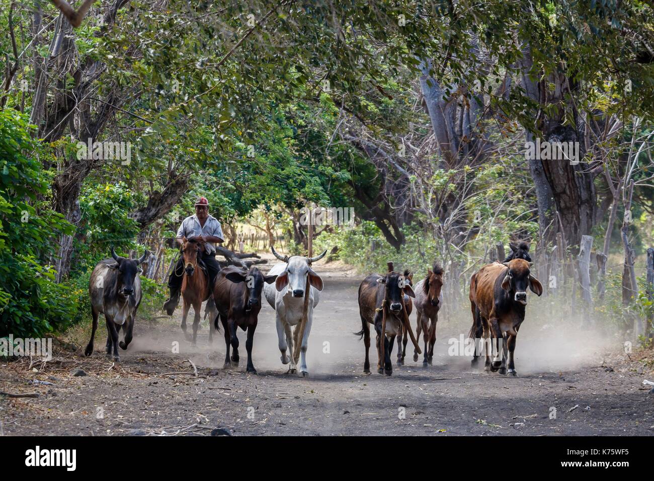 Nicaragua, Rivas provincia, isola di Ometepe, cowboy guida cavalli e mucche Foto Stock