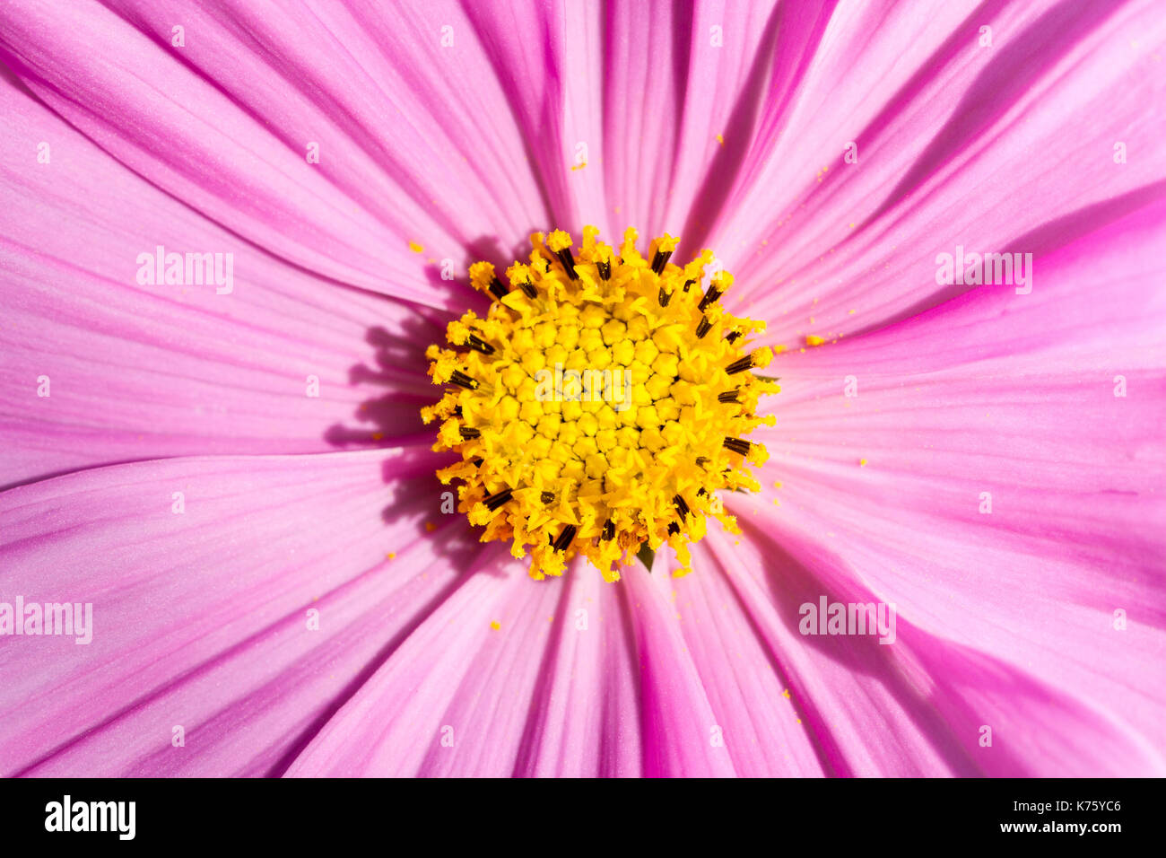 Cosmos bipinnatus fiore rosa immagine macro Foto Stock