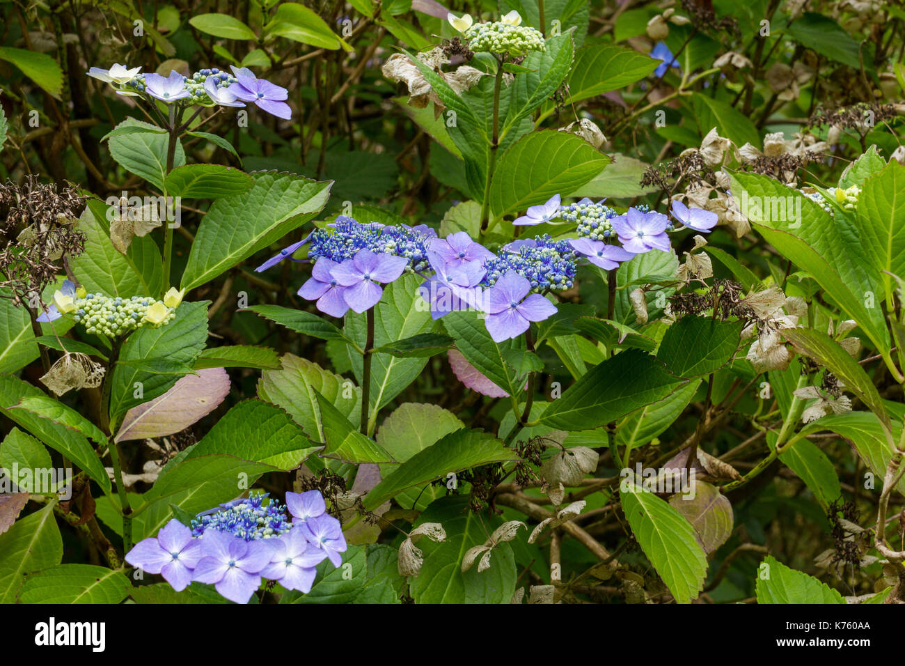 Hydrangea serrata "bluebird' crescente selvatici in un bosco inglese in estate, Hampshire, Regno Unito Foto Stock