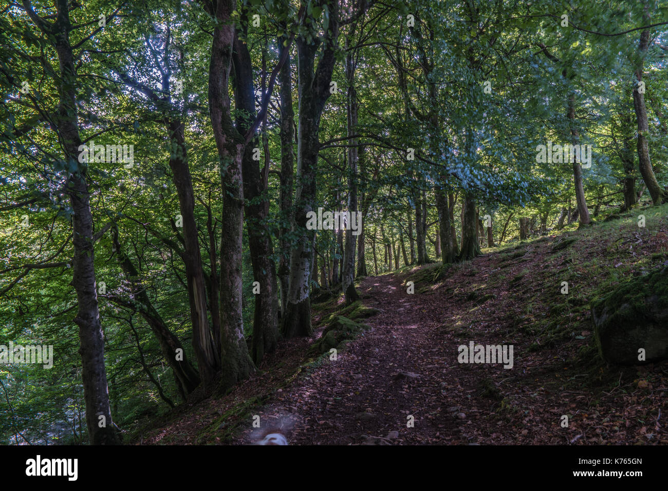 Percorso attraverso un bosco in una foresta nel Galles del nord Foto Stock