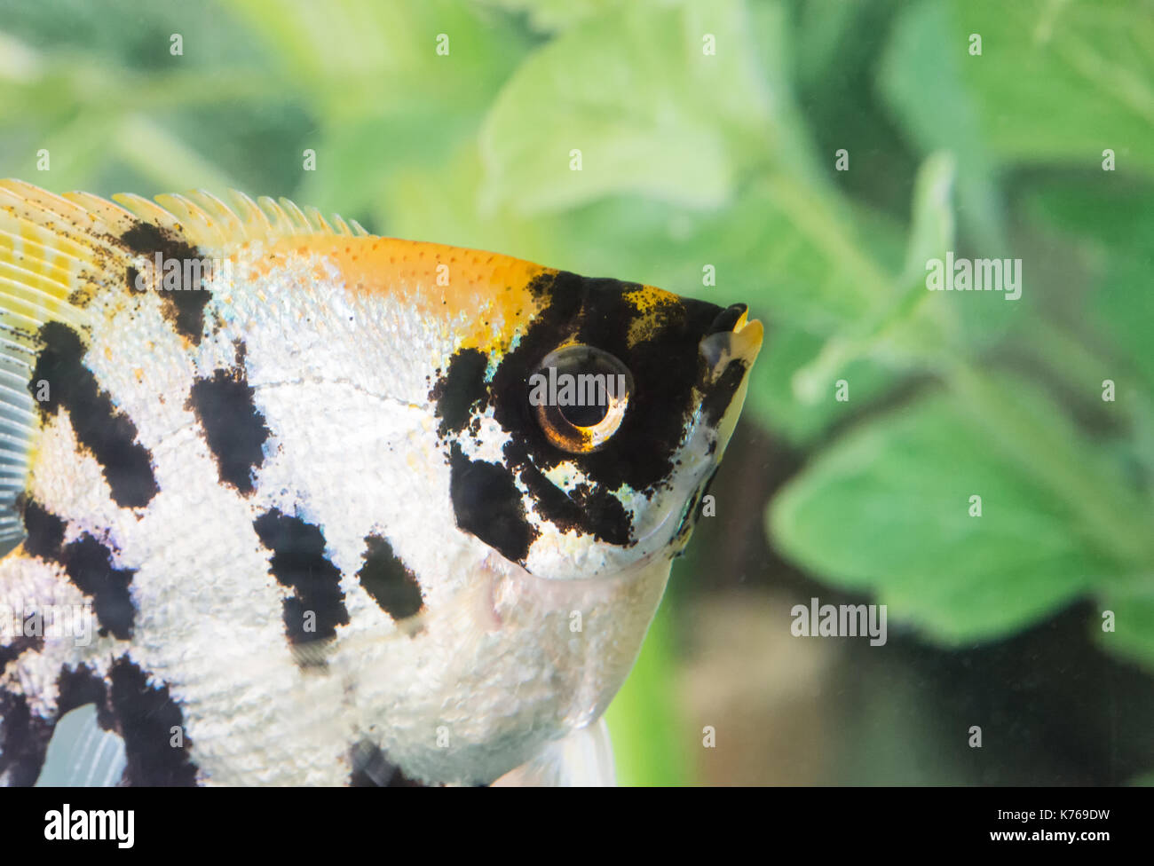 Femmina angelfish koi Foto Stock