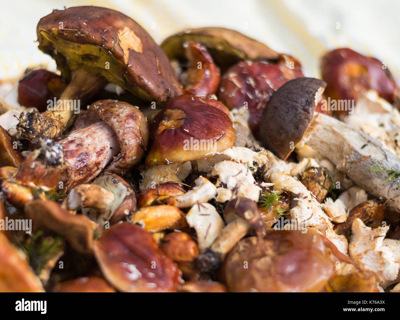 Pila di funghi da foraggio viaggio Foto Stock