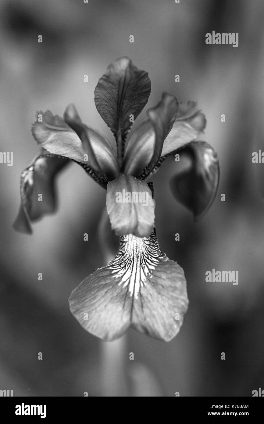 Fiore di iris, in bianco e nero la parte superiore del fiore Foto Stock