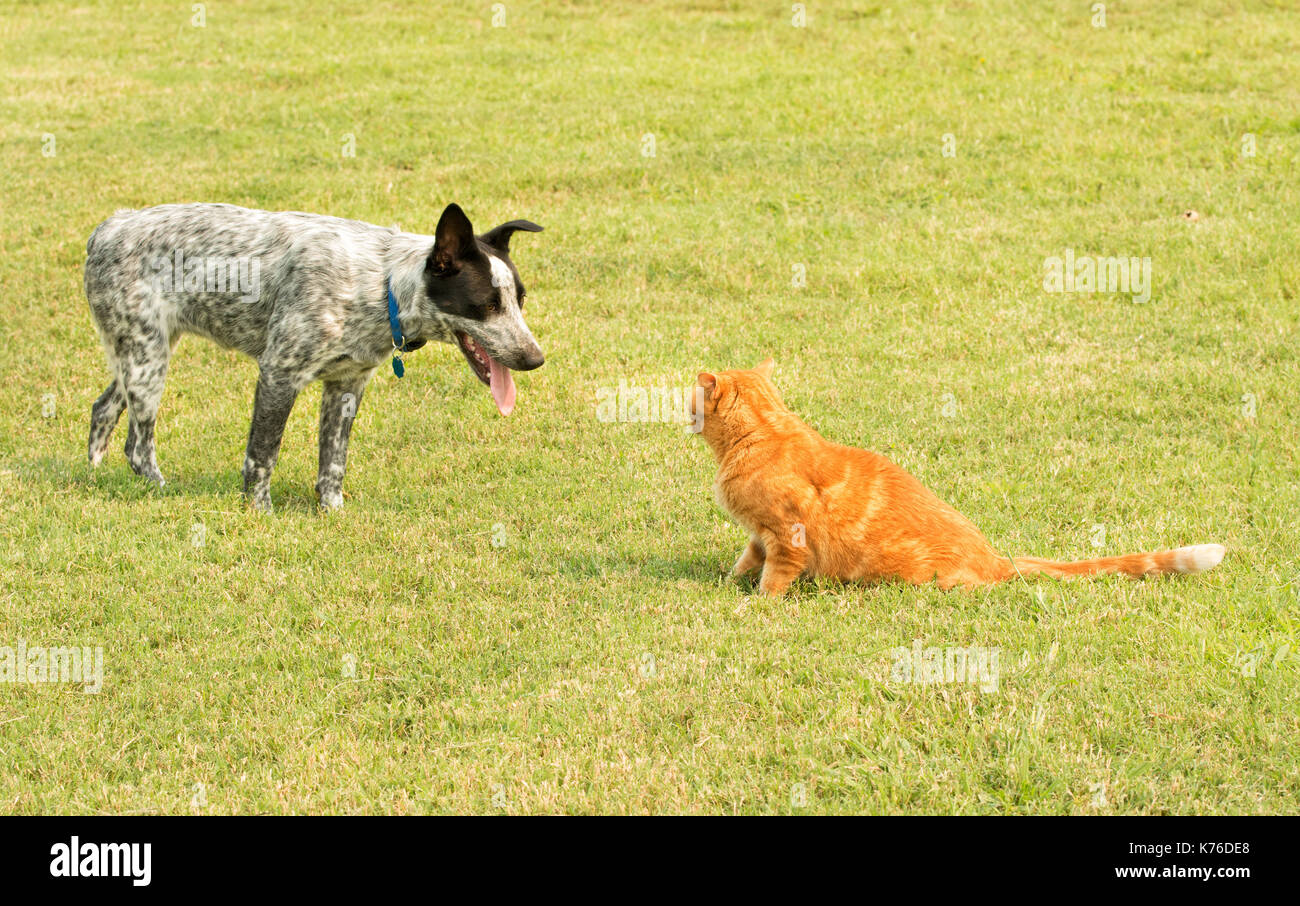 Lo zenzero tabby cat e un spotted dog in uno standoff, con l'insistente cane cercando di invadere il gatto spazio personale, e il gatto in piedi la sua terra Foto Stock
