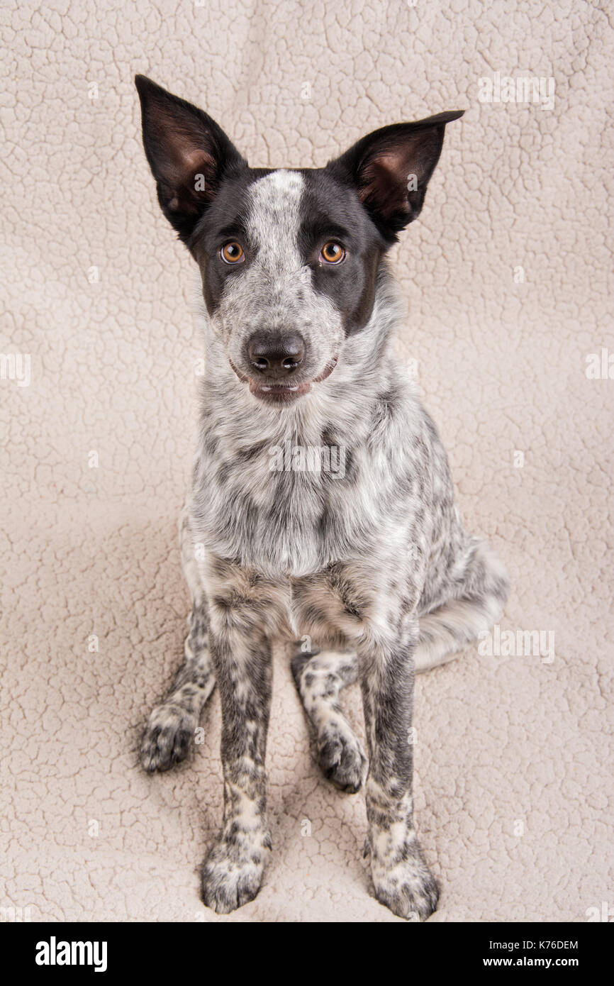 Carino spotted giovani texas heeler dog sitter verso il basso guardando il visore con una curiosa espressione Foto Stock