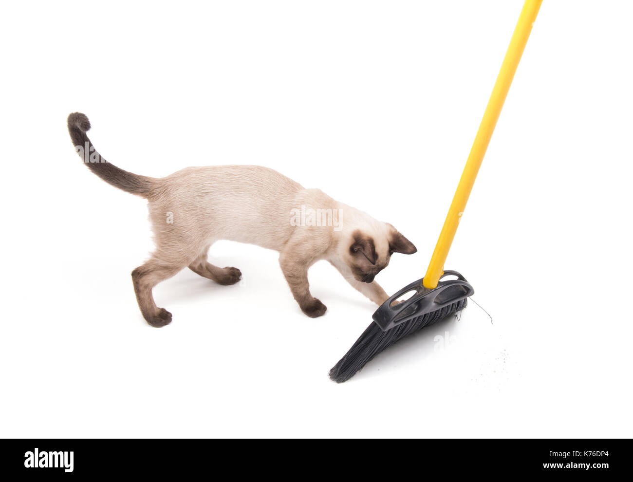 Gatto siamese gatto gioca con una scopa mentre il pavimento viene spazzato, su bianco Foto Stock