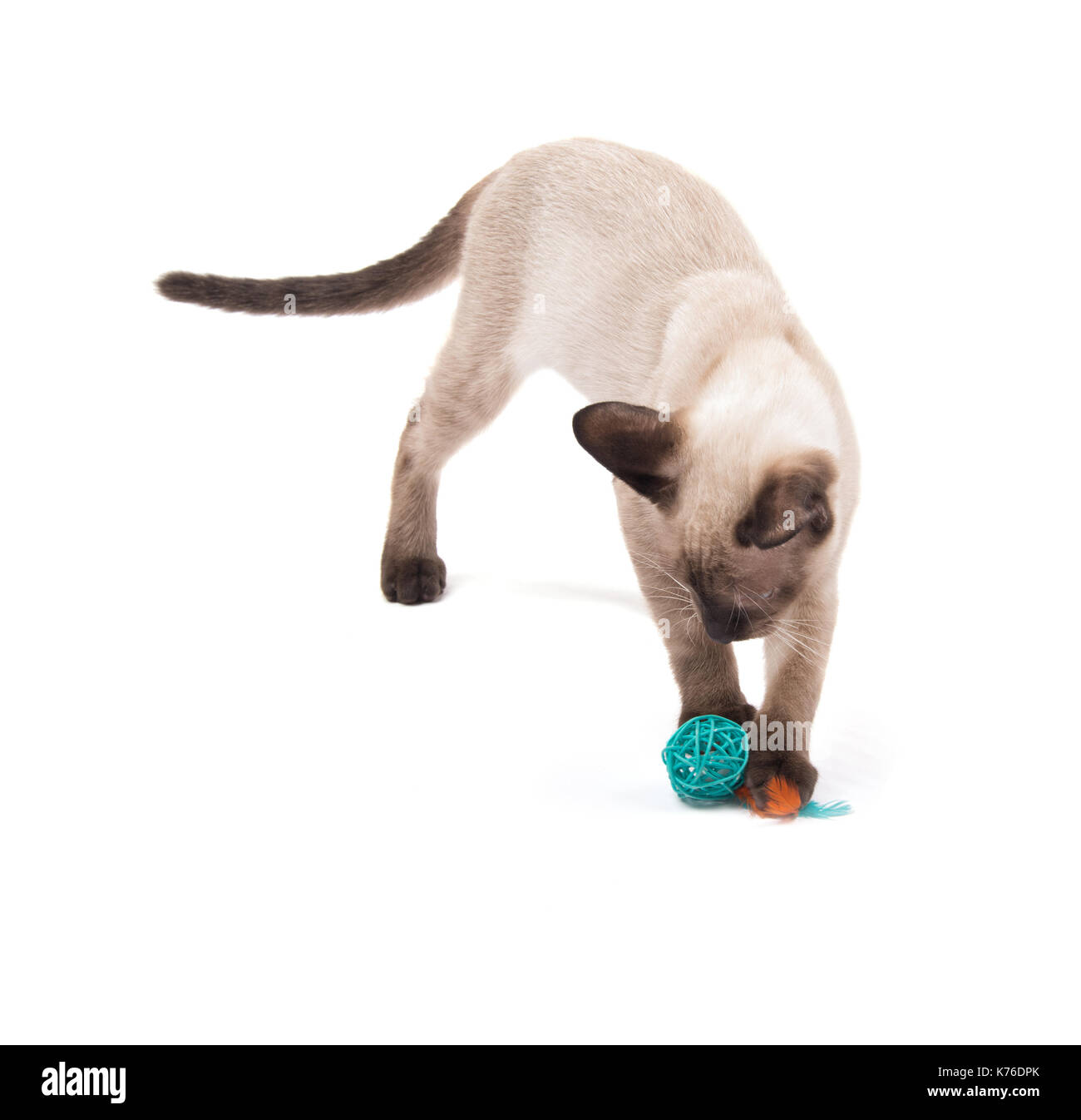 Giovani gatto siamese gatto giocando con una palla verde, su sfondo bianco Foto Stock