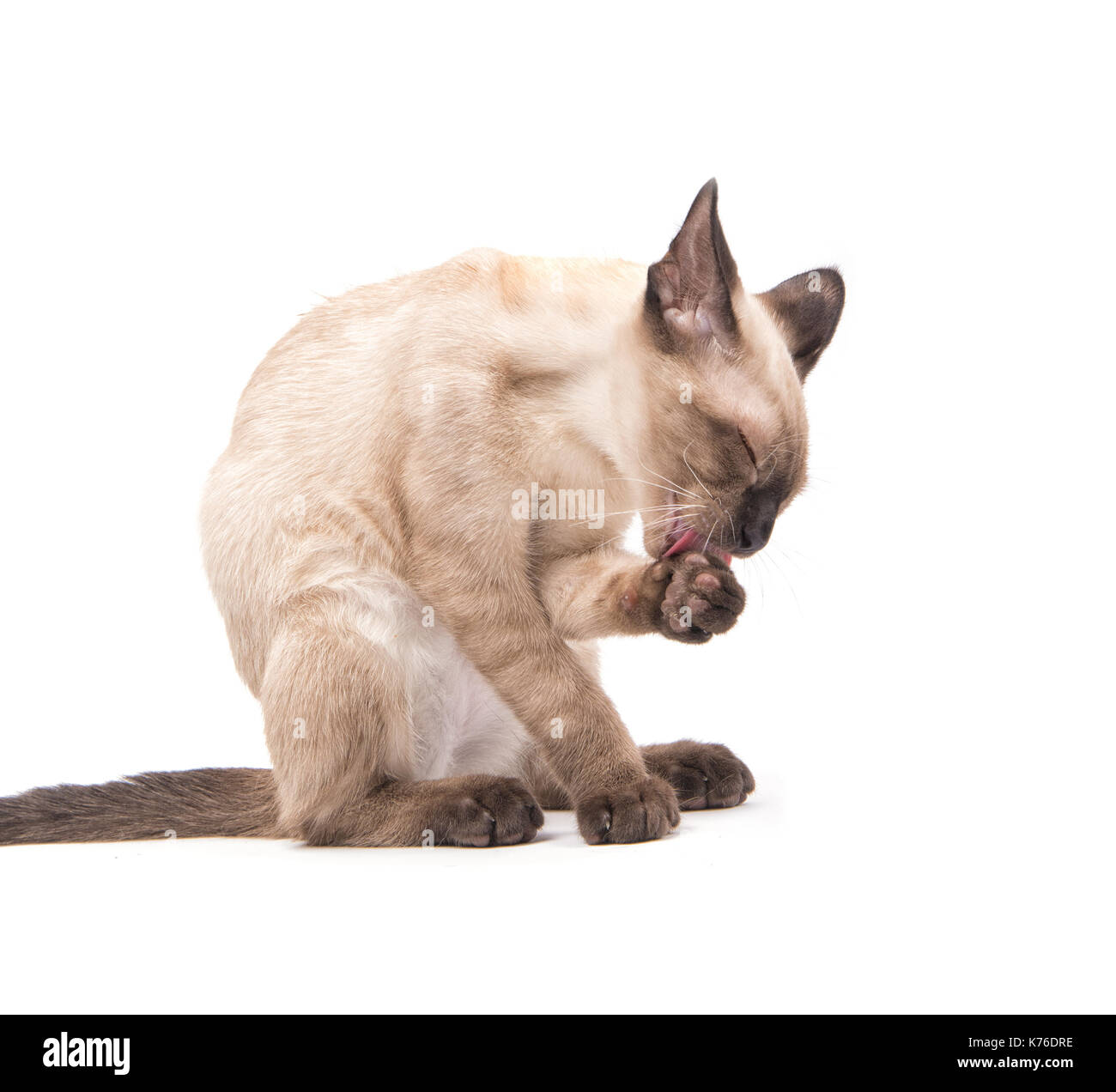 Vista laterale di un giovane gatto siamese gatto leccare la sua zampata, su sfondo bianco Foto Stock