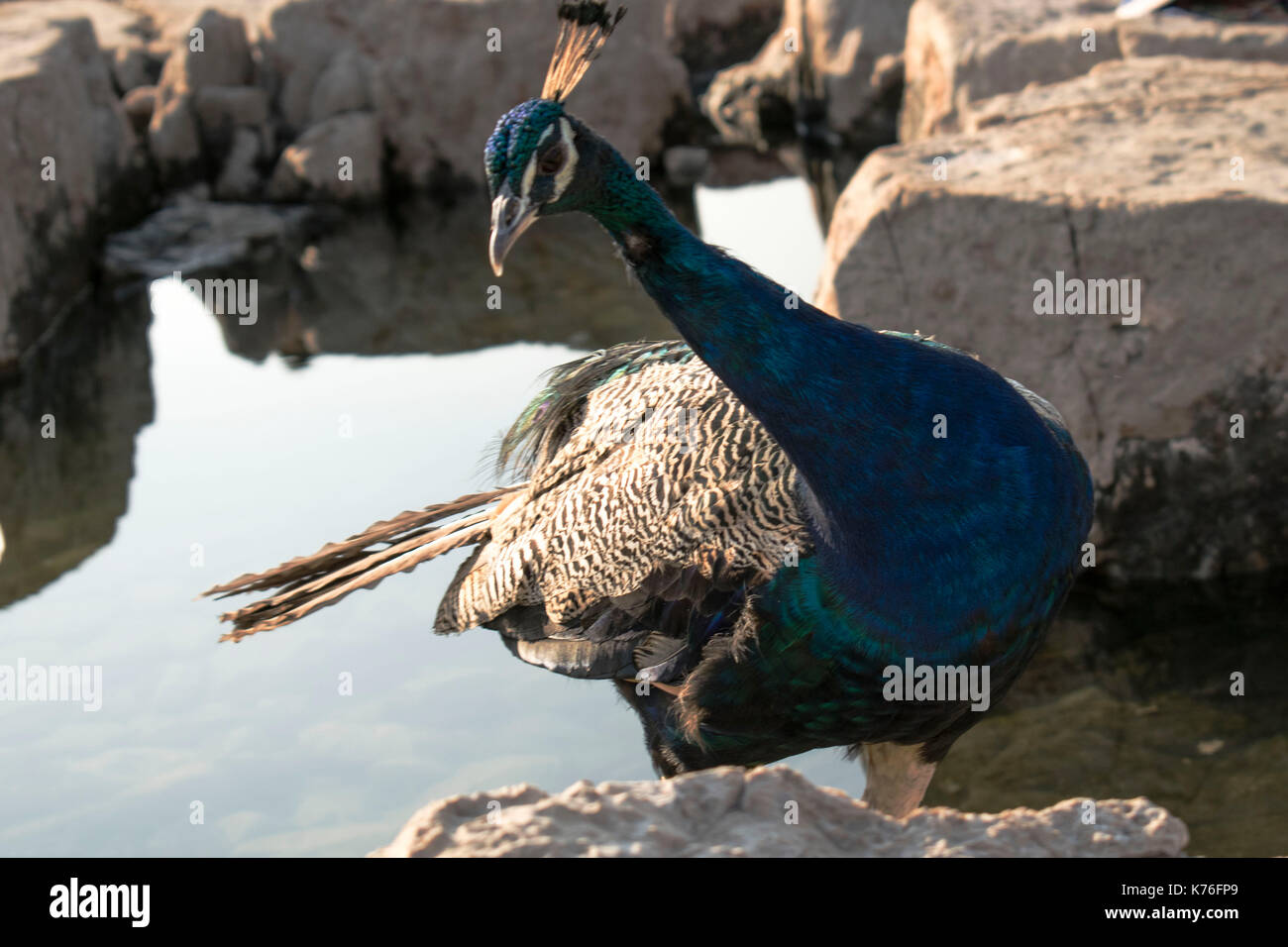 Peacock sulla spiaggia, isola di Lokrum Dubrovnik, Croazia Foto Stock