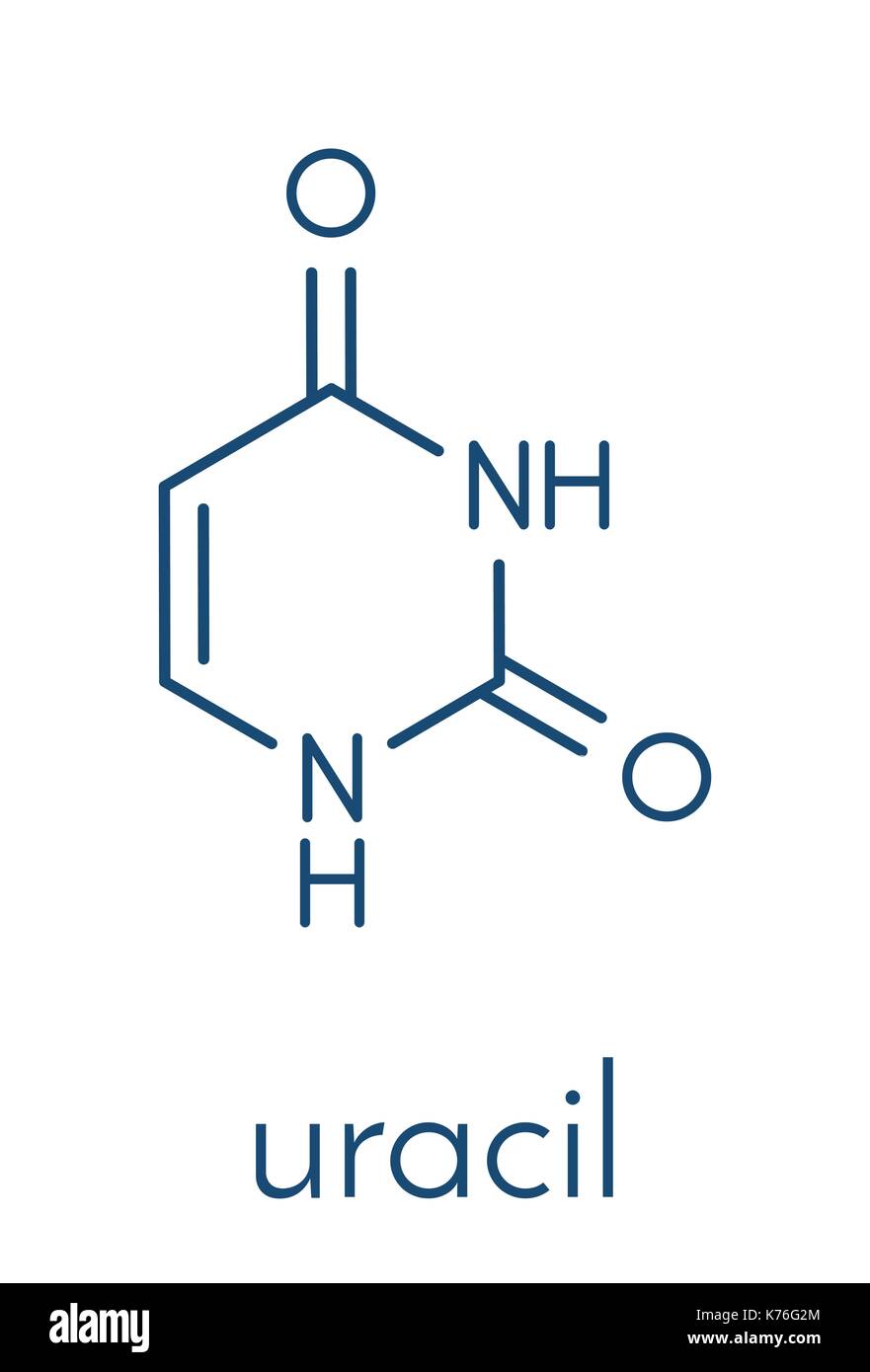 Uracile (u) nucleobase molecola. presente in acido ribonucleico (RNA). formula scheletrico. Illustrazione Vettoriale