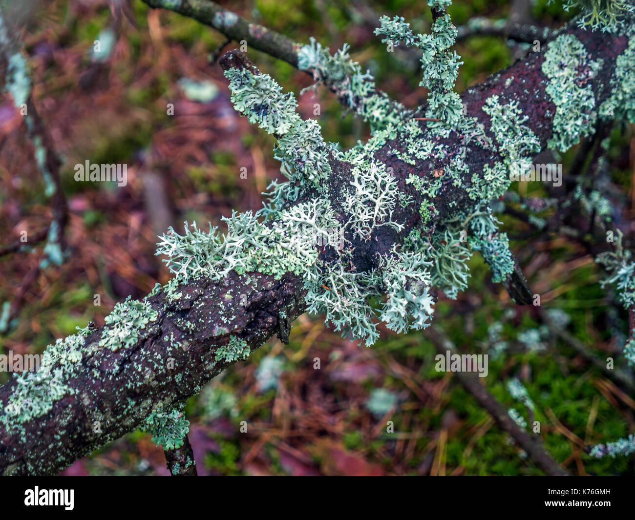 Licheni crescono su pino antico ramo di albero nella foresta del Parco Nazionale di Slowinski situato sulla costa polacca vicino al Mar Baltico Polonia Foto Stock