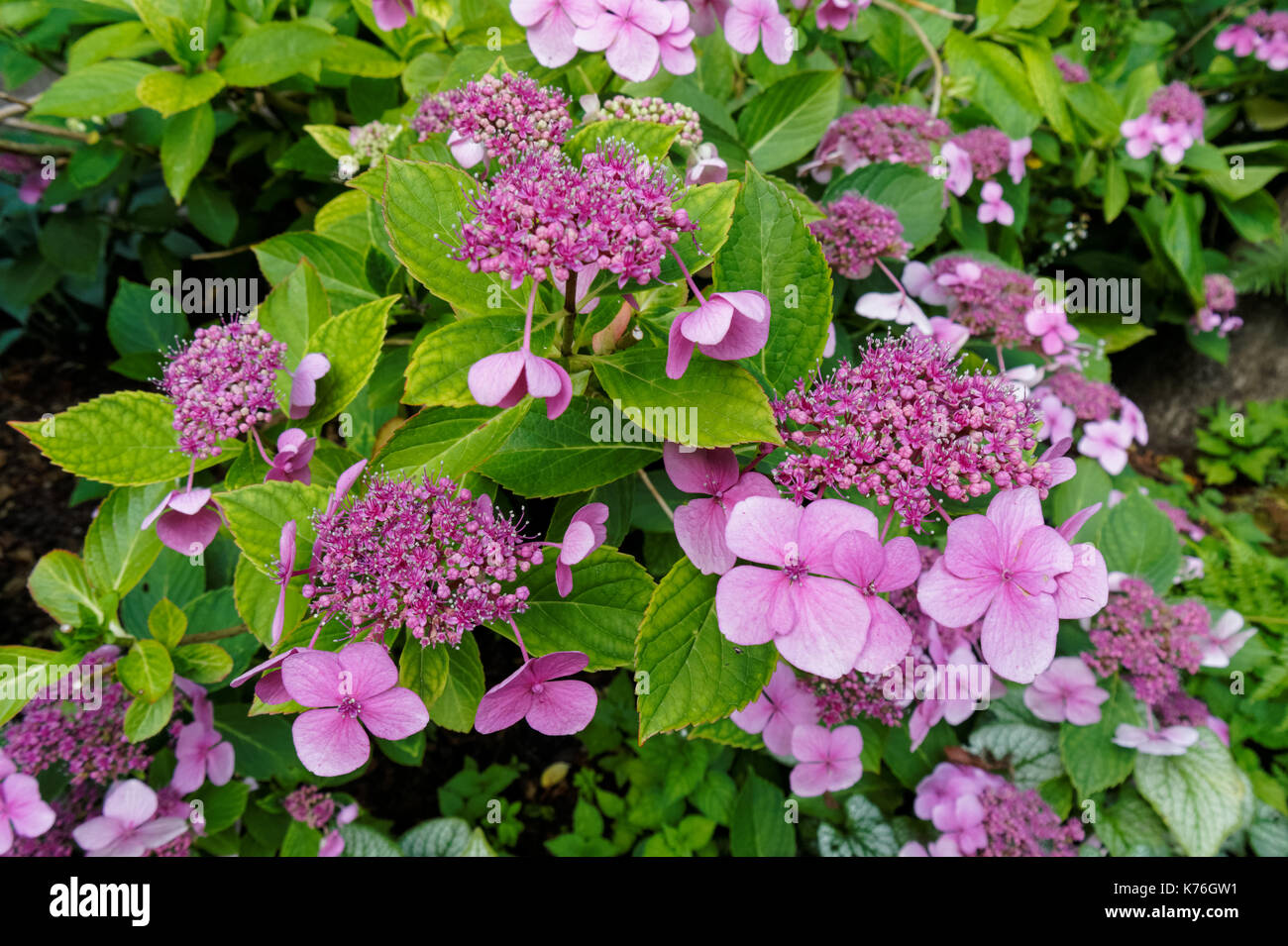 Fiori rosa di Lacecap viola, Hydrangea macrophylla, hortensia Foto Stock