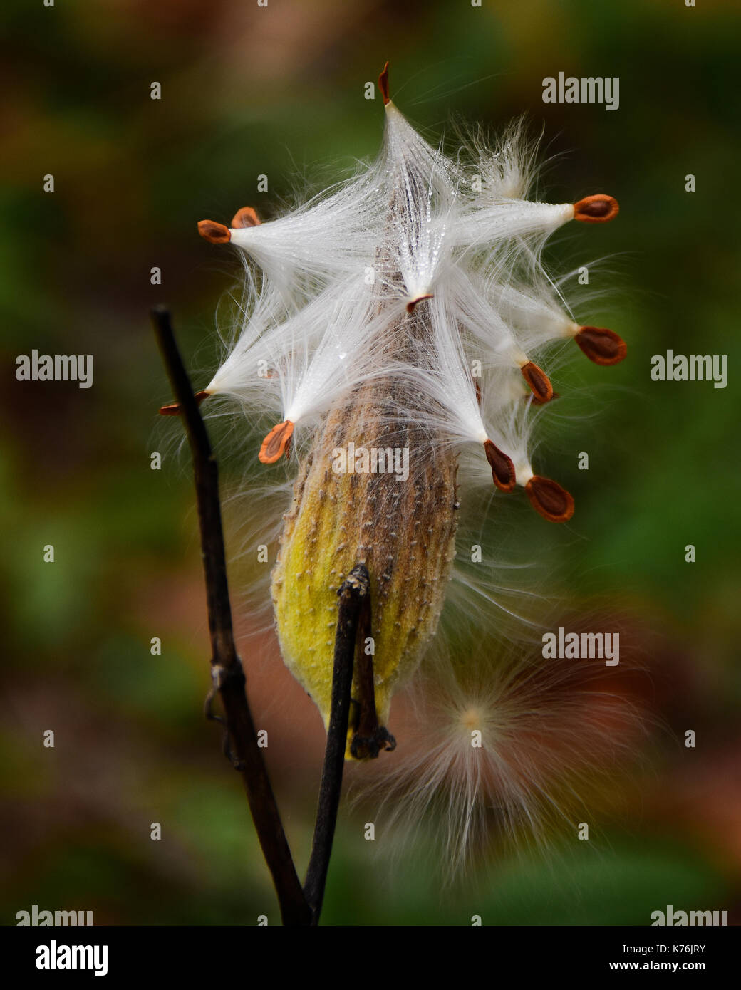 Milkweed, Asclepias syriaca, seedpod esplodere per disperdere i semi al vento in un prato in Adirondack, New York foresta. Foto Stock