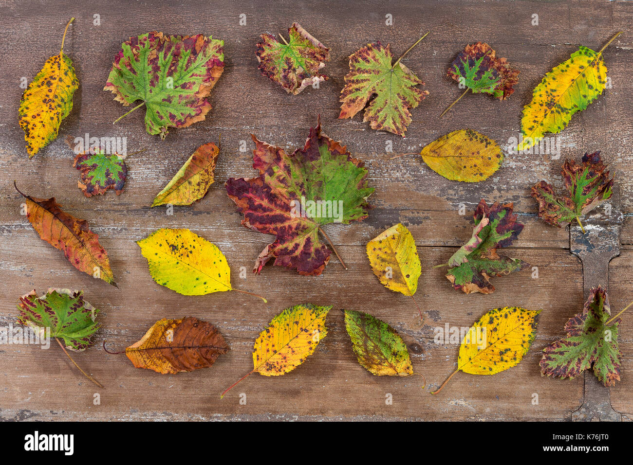 Foglie di autunno su uno sfondo di legno doghe con colorati sparsi Foglie di autunno colori vari Foto Stock