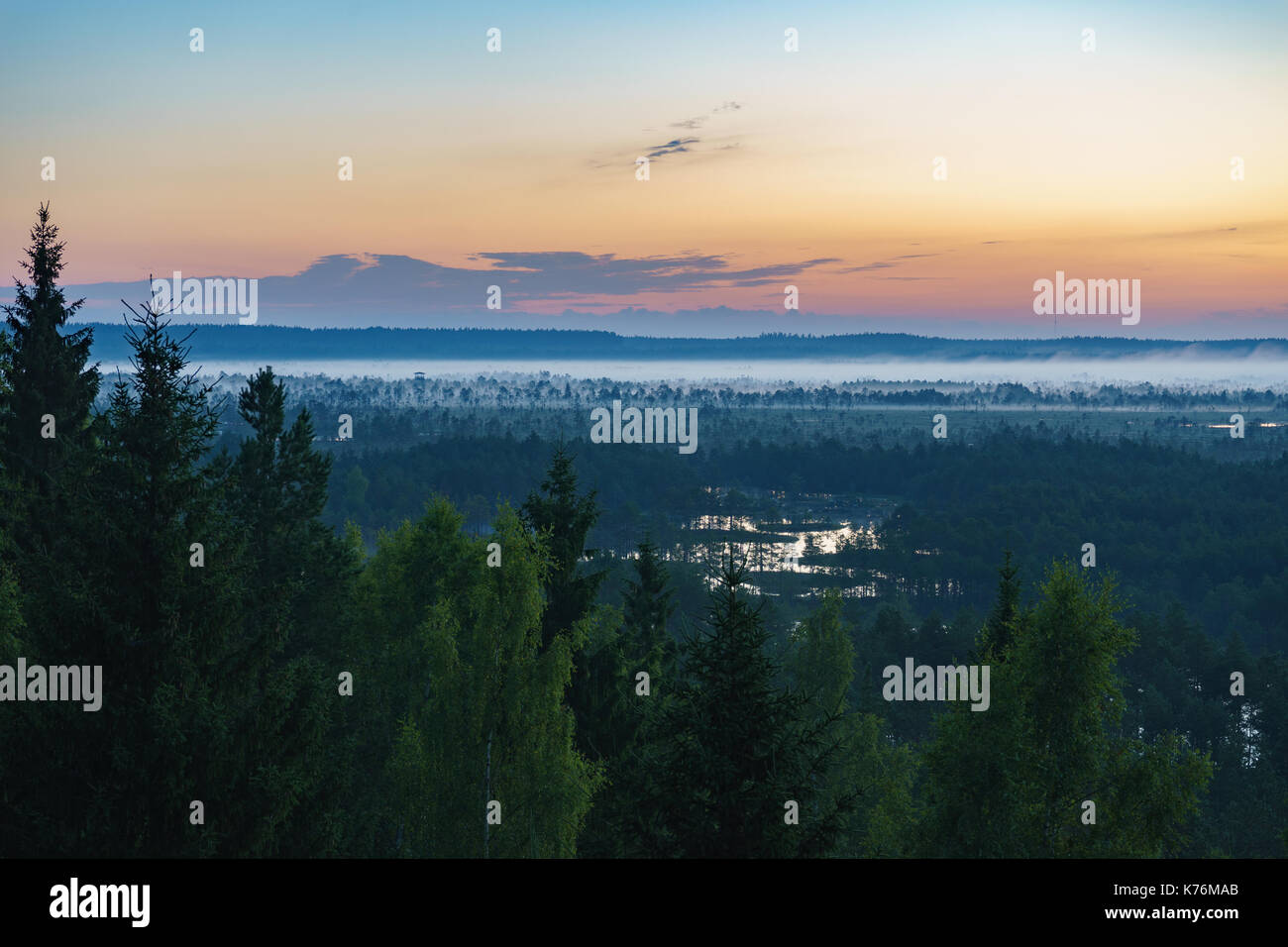 Konnu suursoo bog, vista aerea prima dell'alba, Harju County, estonia. mattina nebbia indugia su alberi Foto Stock