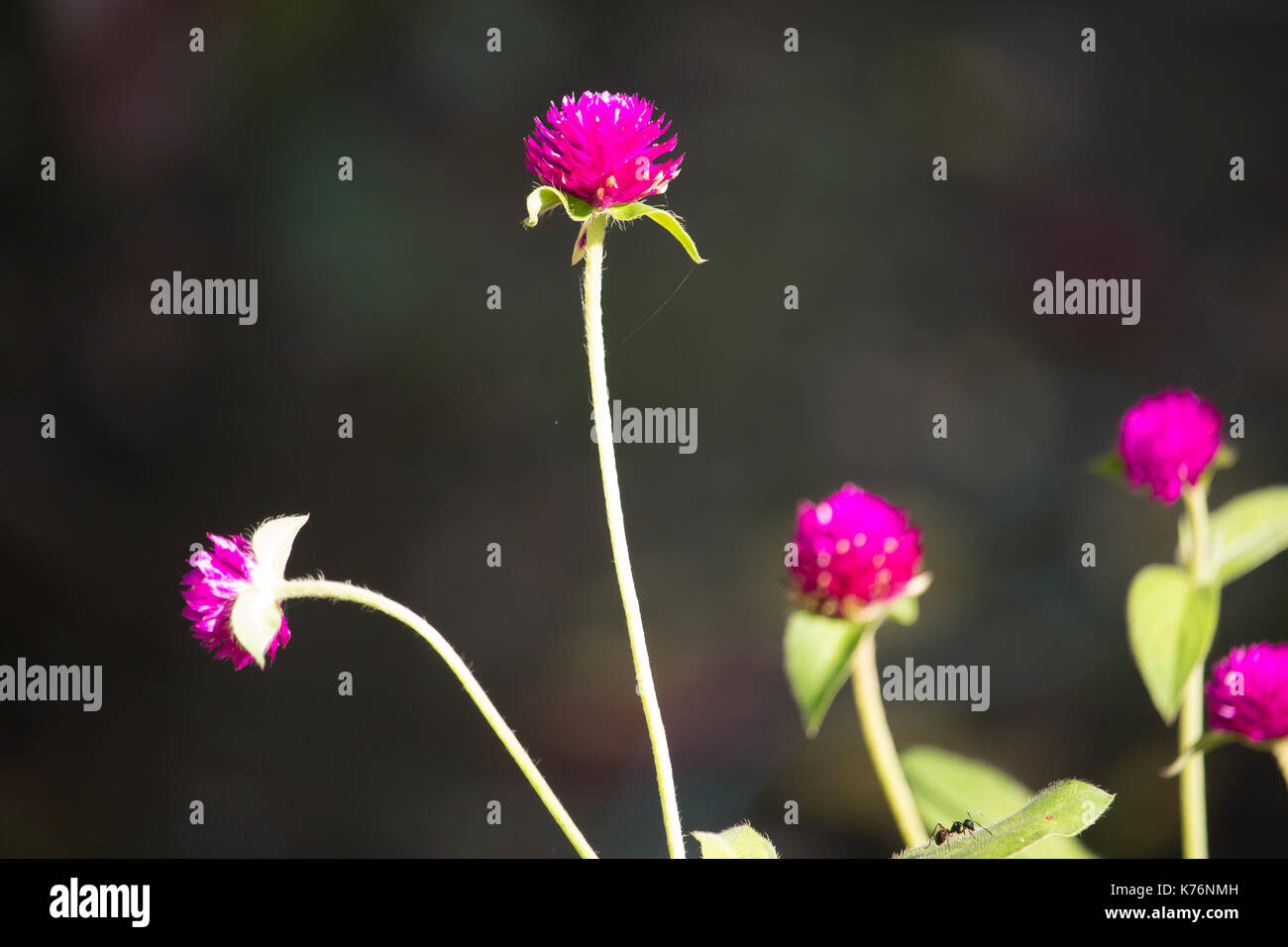 Close up di rosa scuro fiore o gomphrena globosa fiore Foto Stock