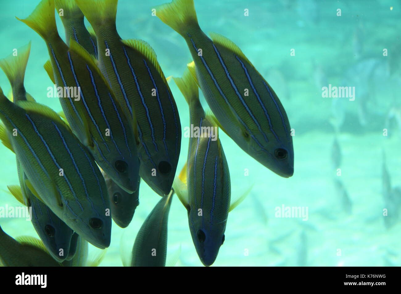 Secca di Blu-striscia Snapper (Lutjanus Kasmira) Foto Stock