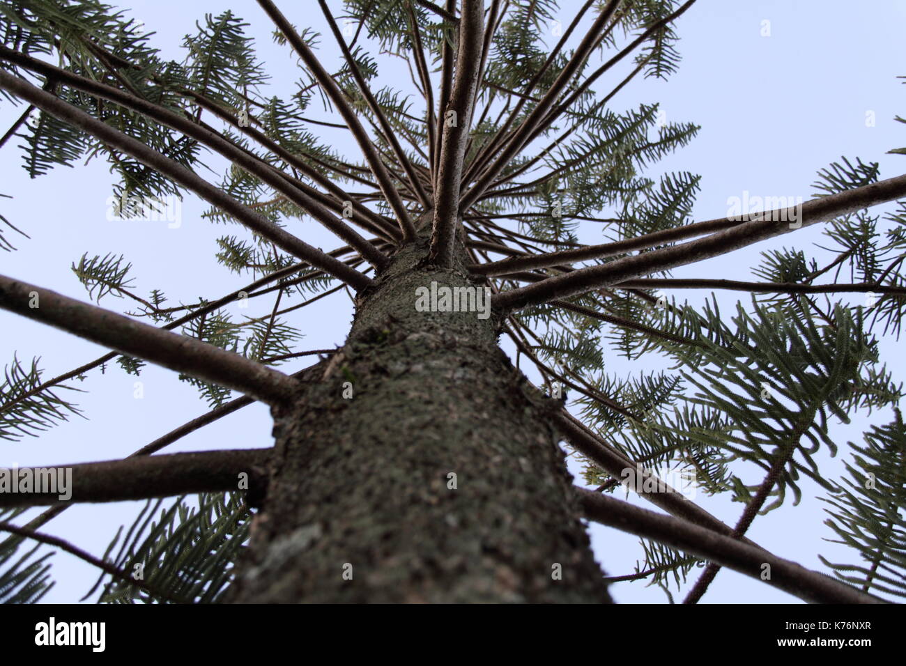 Isola Norfolk Pine (Araucaria Heterophylla) Foto Stock