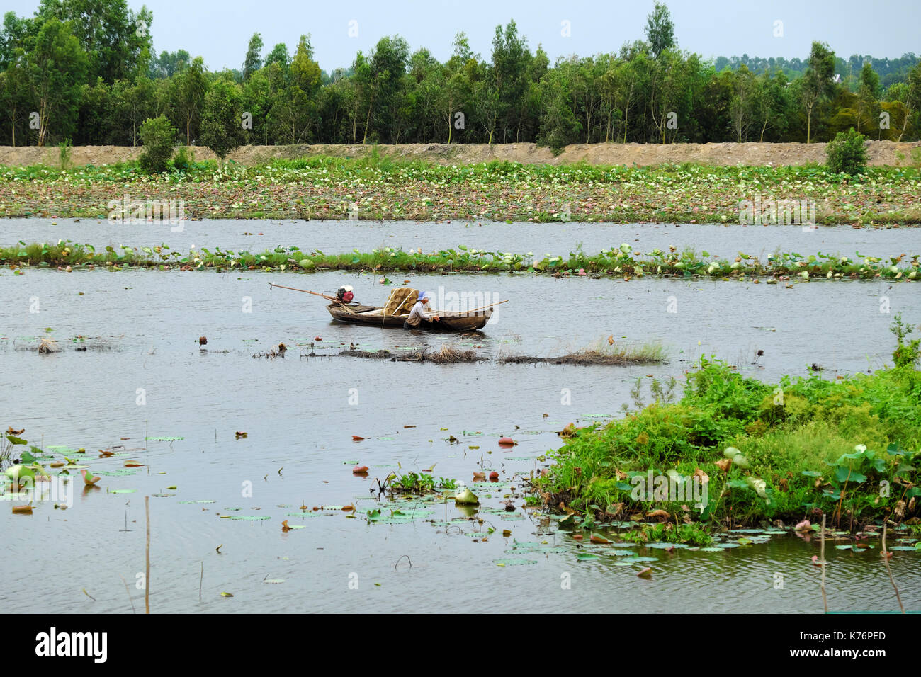 Dong Thap, Viet Nam, vietnamita uomo immersione in acqua e spingere la barca di legno per la cattura di pesci da pescare pot, agricoltore anfibia sul campo inondato Foto Stock