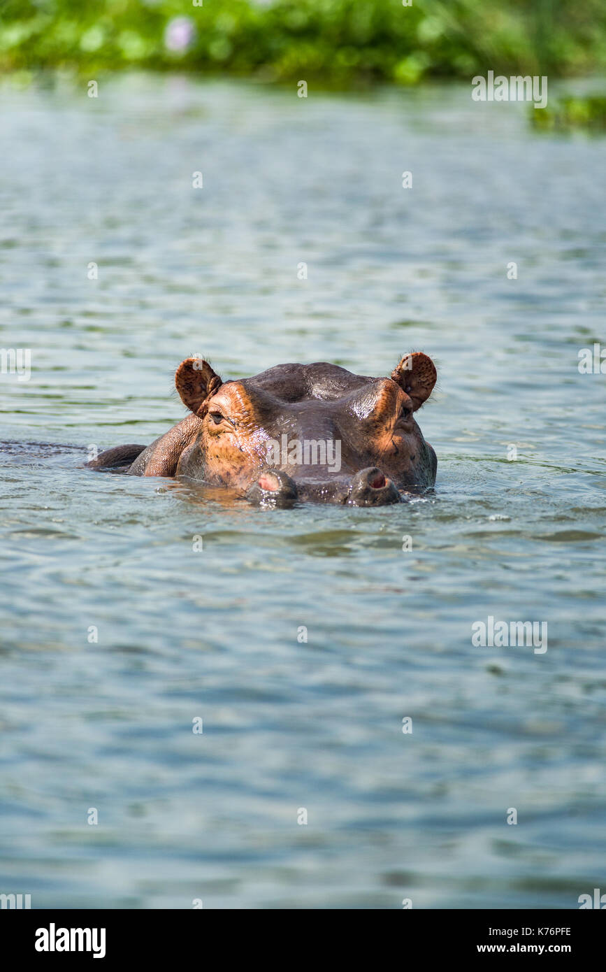 Ippopotamo (Hippopotamus amphibius), parzialmente sommerso in acqua, il Masai Mara, Kenya Foto Stock