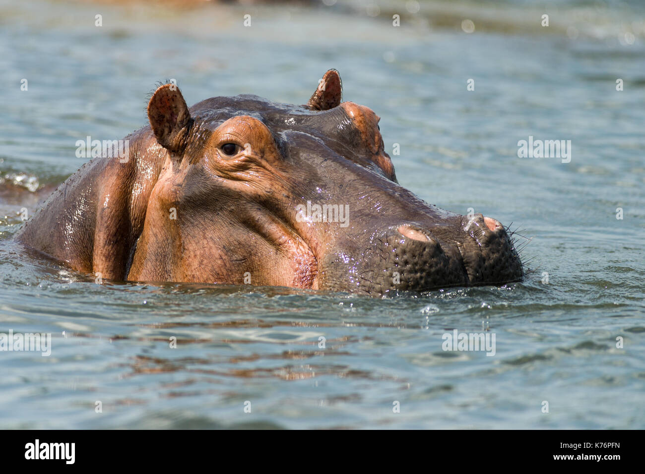 Ippopotamo (Hippopotamus amphibius), parzialmente sommerso in acqua, il Masai Mara, Kenya Foto Stock