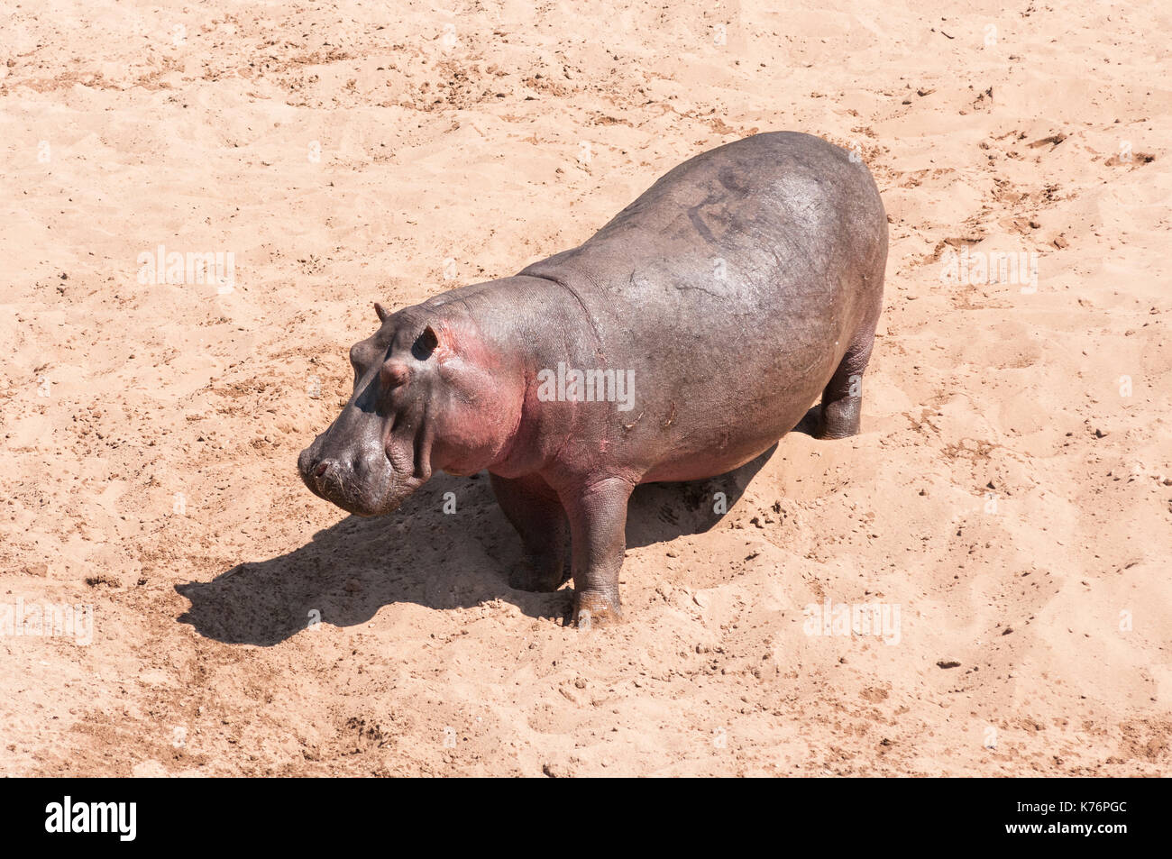 Ippopotamo (Hippopotamus amphibius) permanente sulla banca del fiume di sabbia, Masai Mara, Kenya Foto Stock