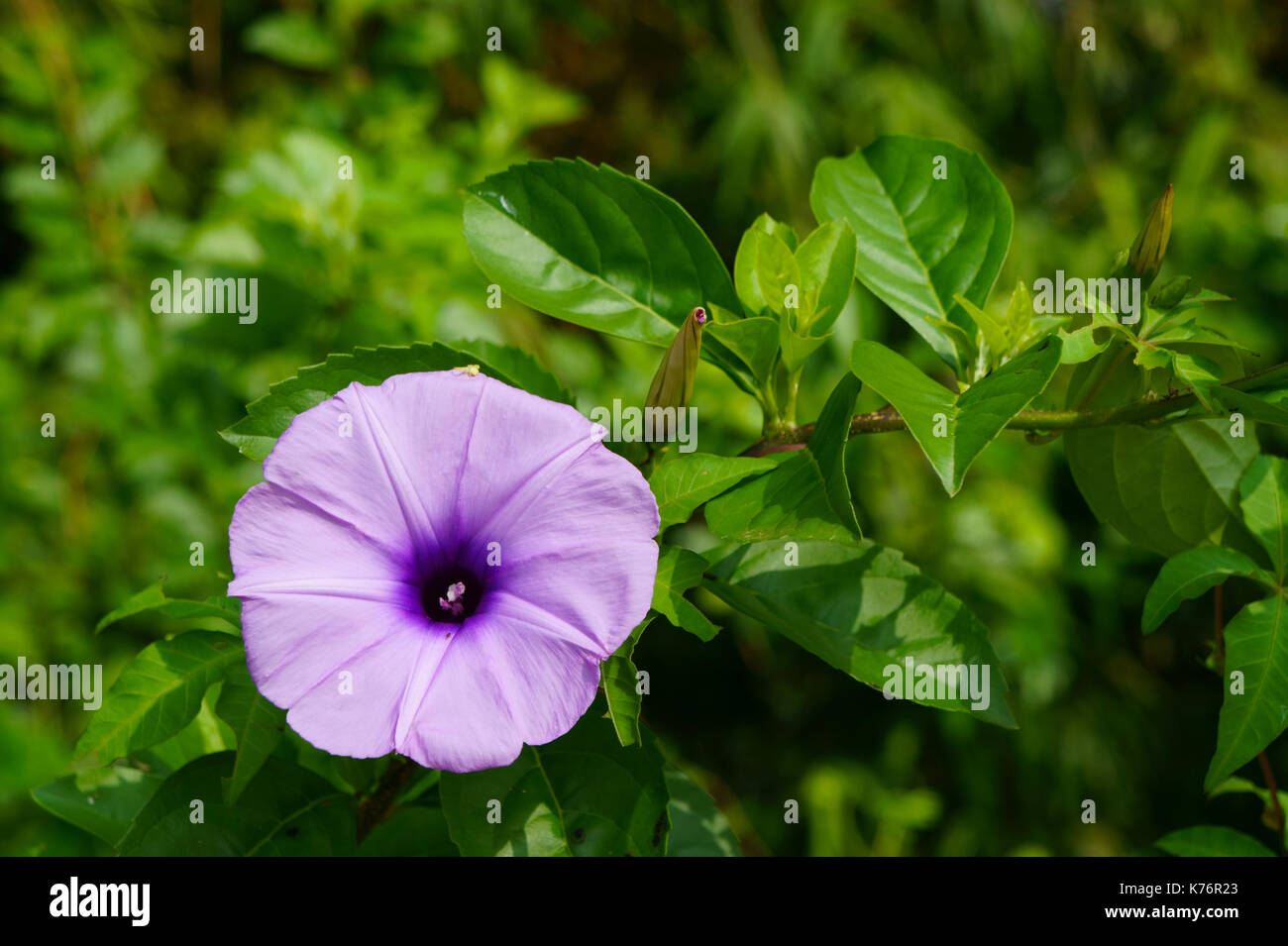 Gloria di mattina fiore sullo sfondo della foglia verde recinzione Foto Stock