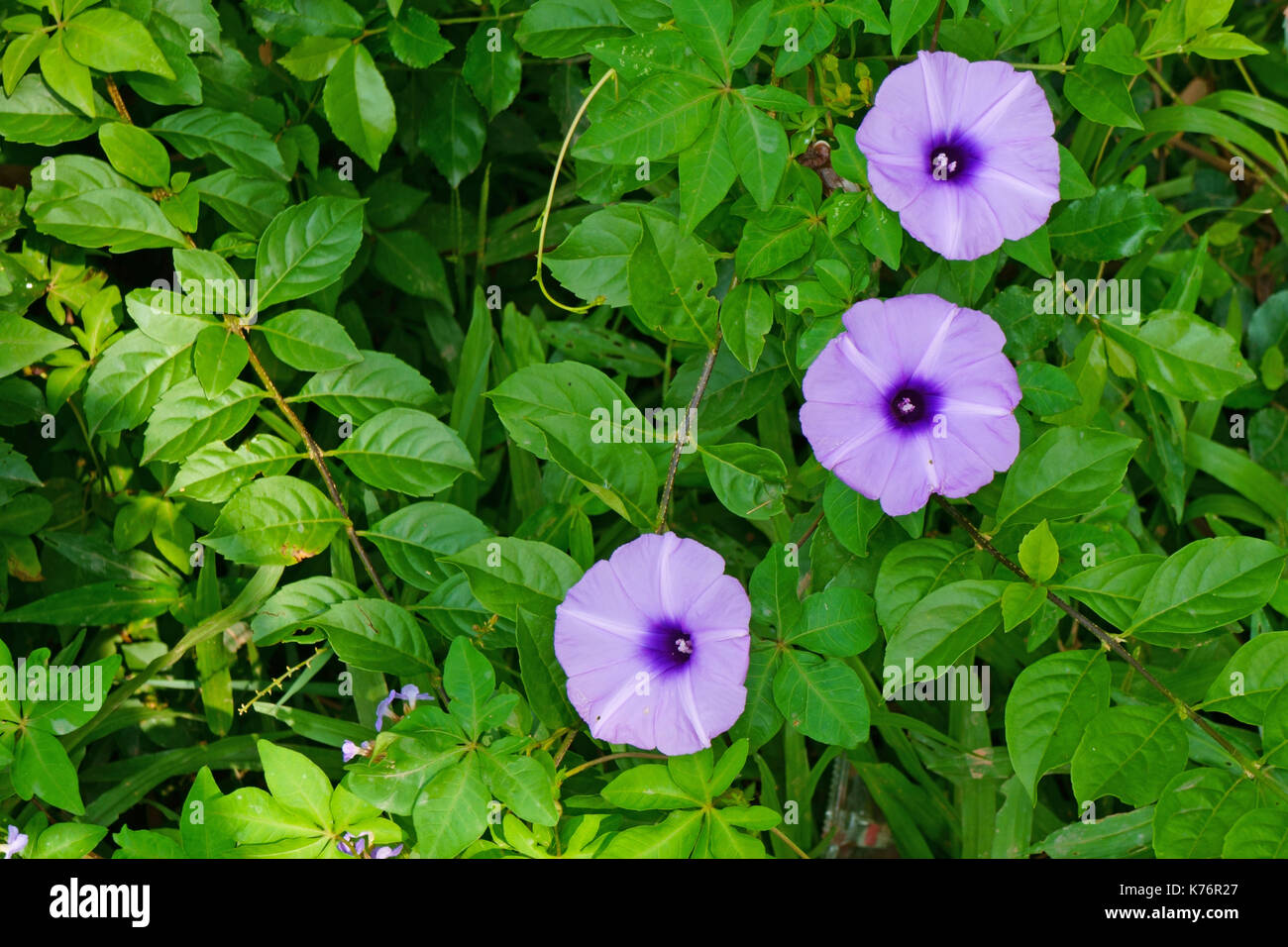 Gloria di mattina fiori sullo sfondo della foglia verde recinzione Foto Stock