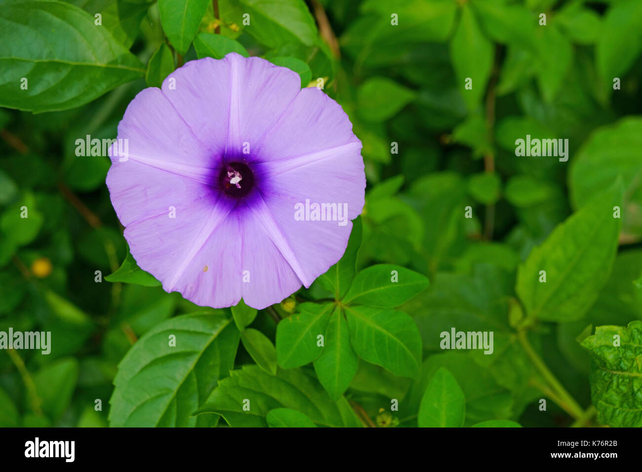Gloria di mattina fiore sullo sfondo della foglia verde recinzione Foto Stock