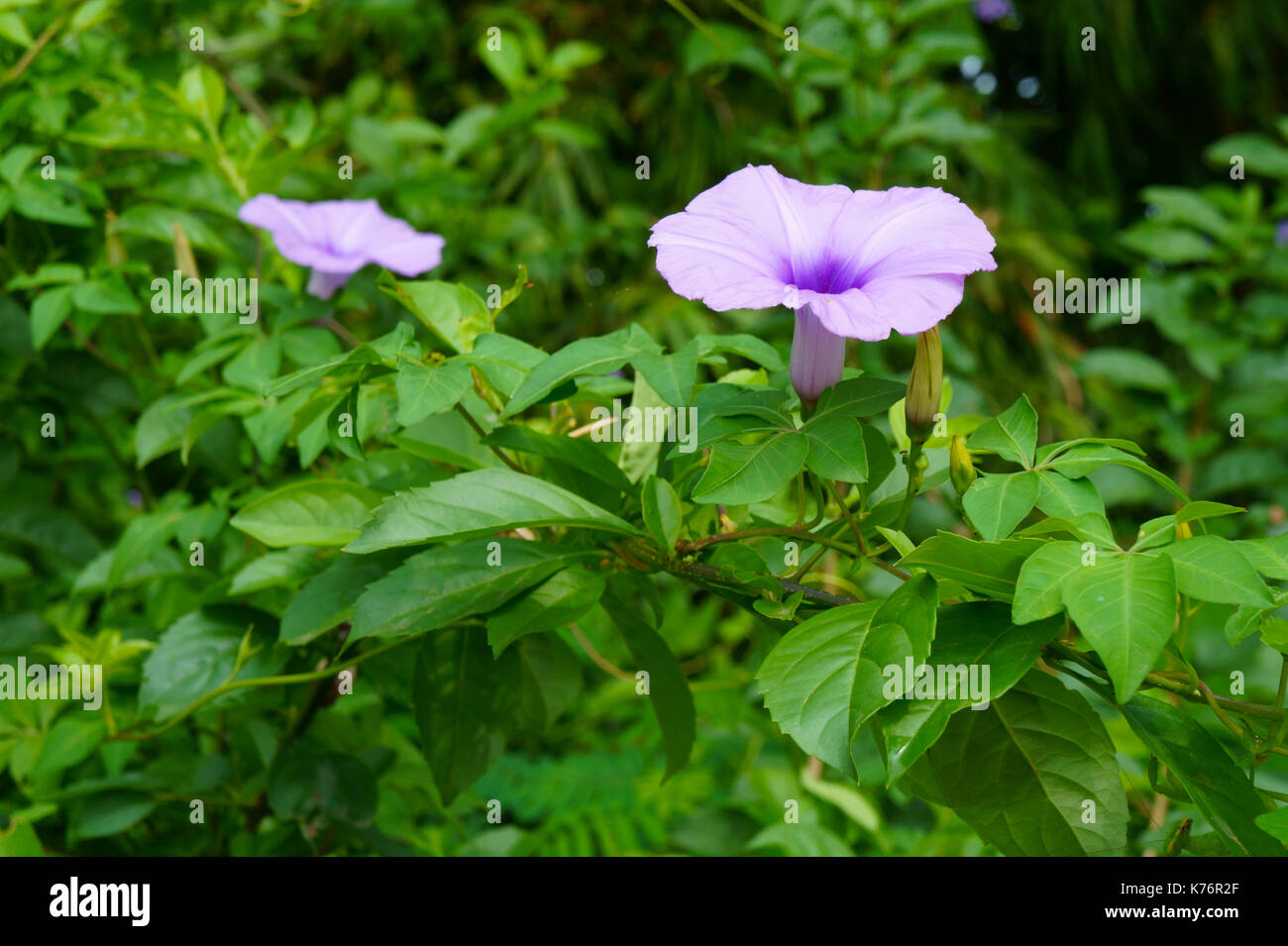 Gloria di mattina fiore sullo sfondo della foglia verde recinzione Foto Stock