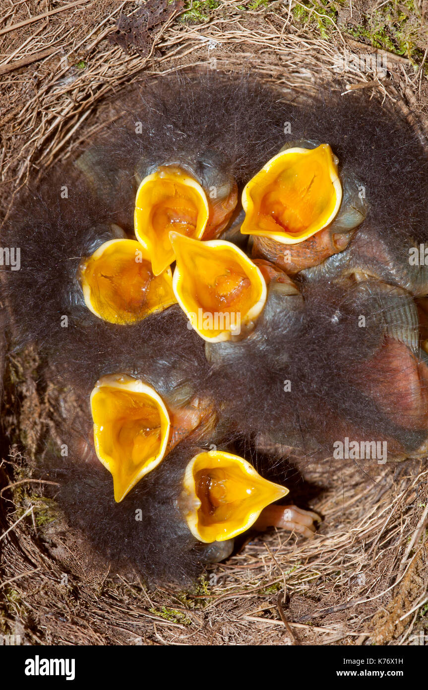 Robin (erithacus rosolia) neonati Elemosinare il cibo Foto Stock