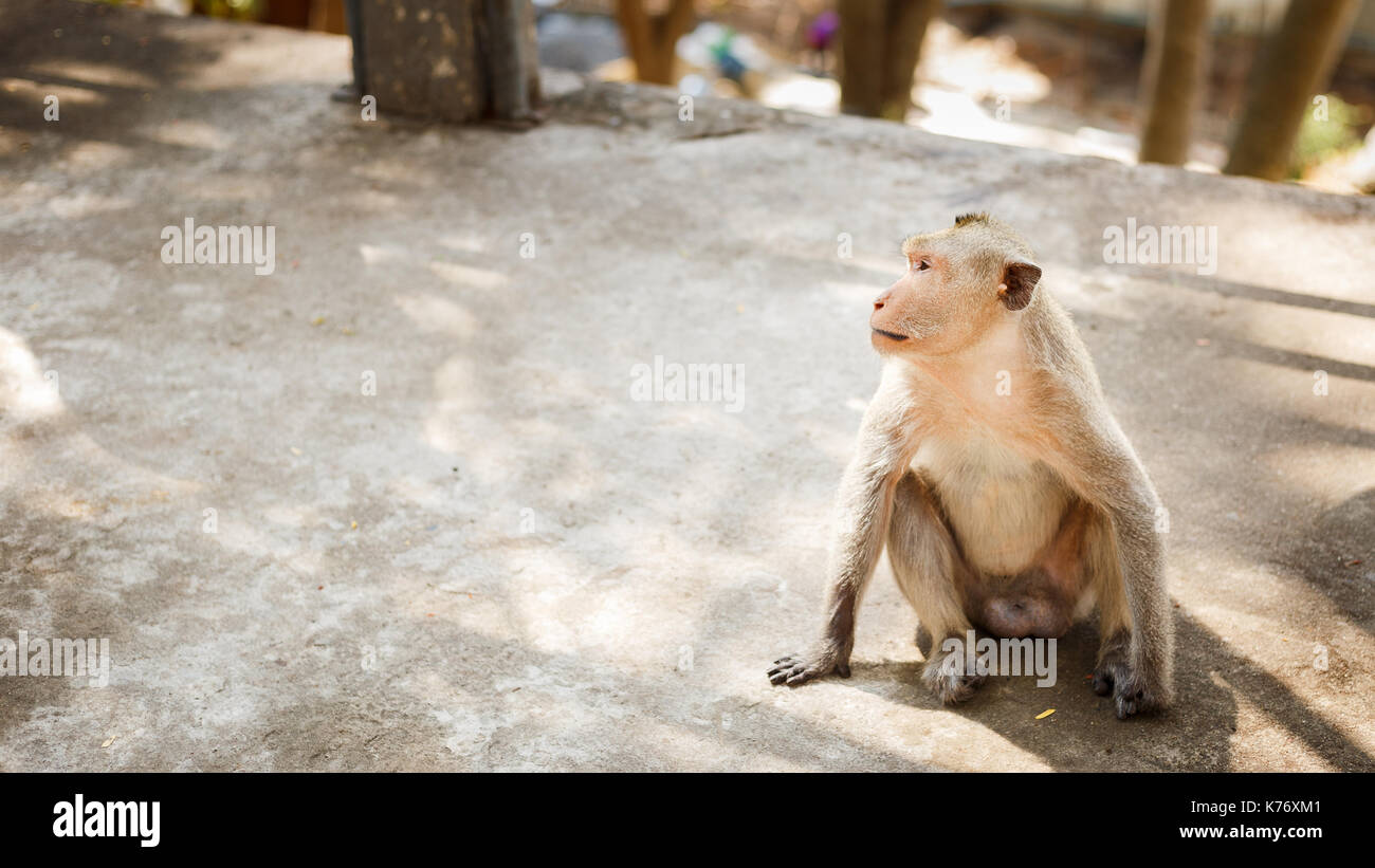 Wild scimmia in Thailandia sedersi sul pavimento di cemento è alla ricerca di qualcosa di Foto Stock