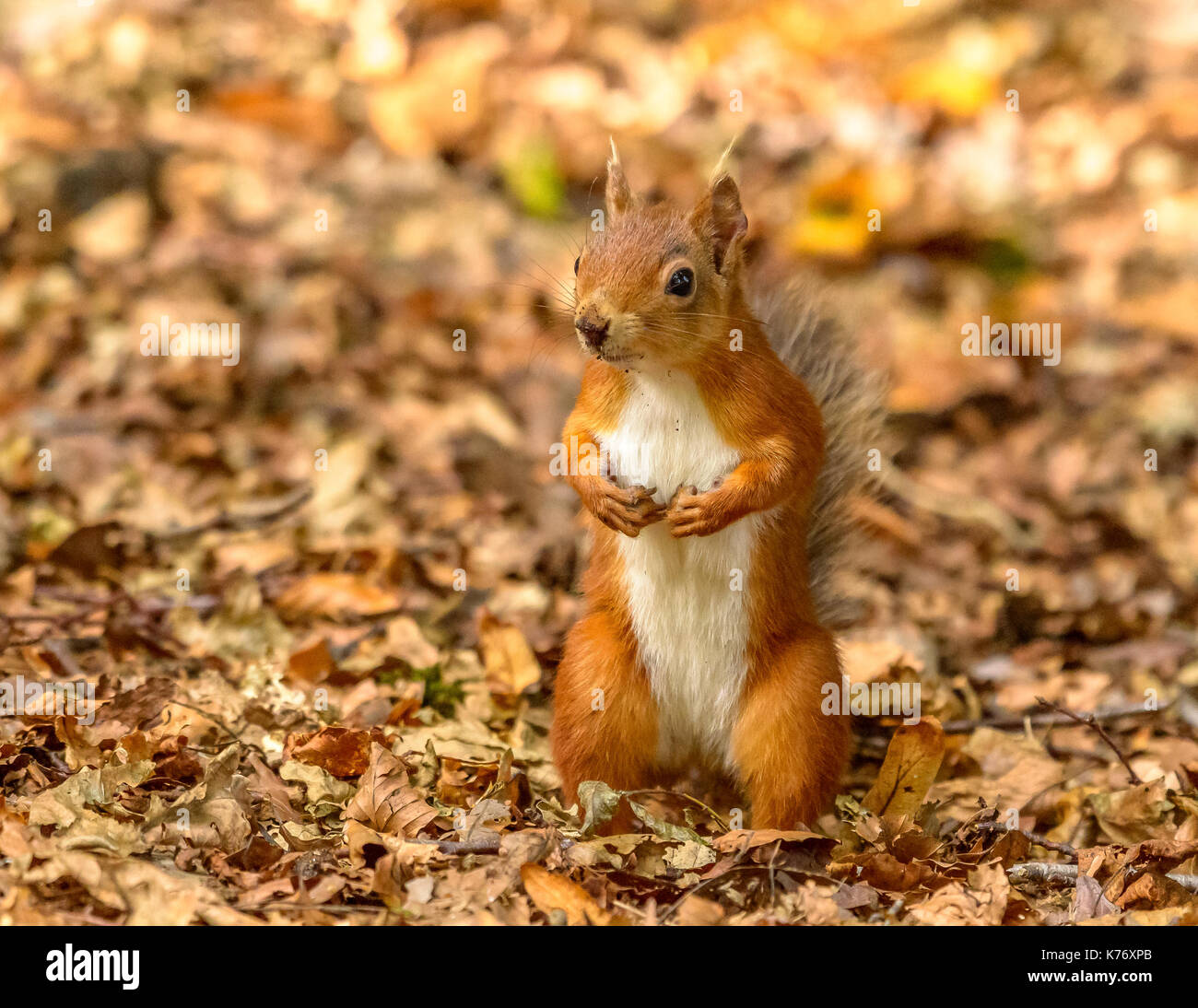 Scoiattolo rosso durante la luce del giorno/sunshine Brownsea Island/Poole/Hampshire/Sud dell'Inghilterra/UK/Isole britanniche Foto Stock