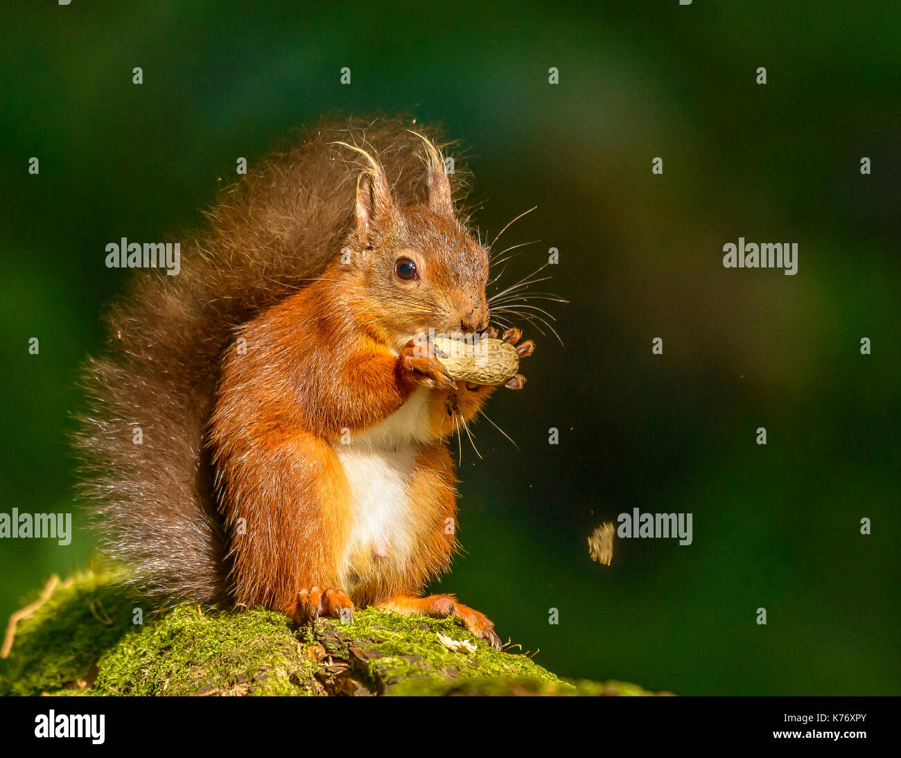 Scoiattolo rosso durante la luce del giorno/sunshine Brownsea Island/Poole/Hampshire/Sud dell'Inghilterra/UK/Isole britanniche Foto Stock