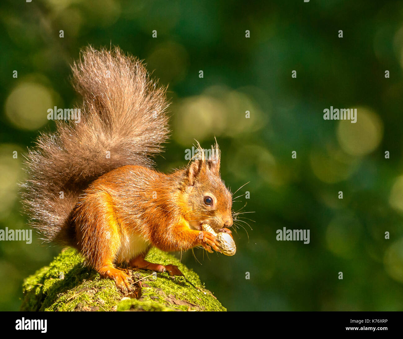 Scoiattolo rosso durante la luce del giorno/sunshine Brownsea Island/Poole/Hampshire/Sud dell'Inghilterra/UK/Isole britanniche Foto Stock