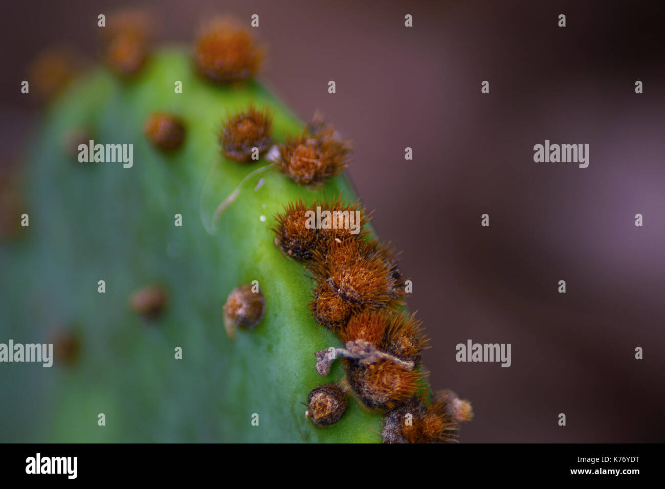 Foto macro di un Cactus Prickly Pear con piccoli aghi scattati al Lake Mineral Wells state Park in Texas. Foto Stock