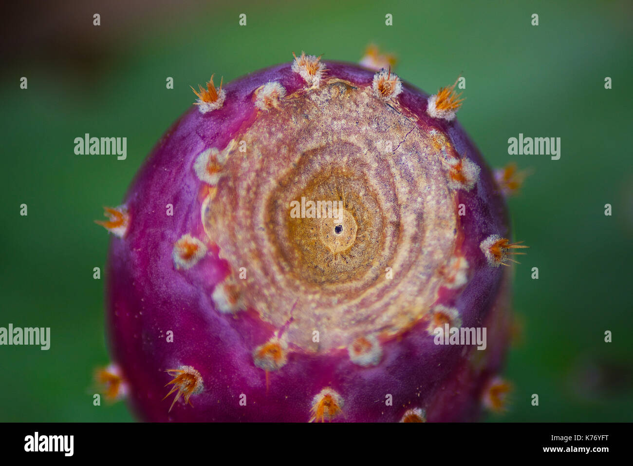 Foto macro della frutta Prickly Pear Cactus scattata al Lake Mineral Wells state Park in Texas. Foto Stock