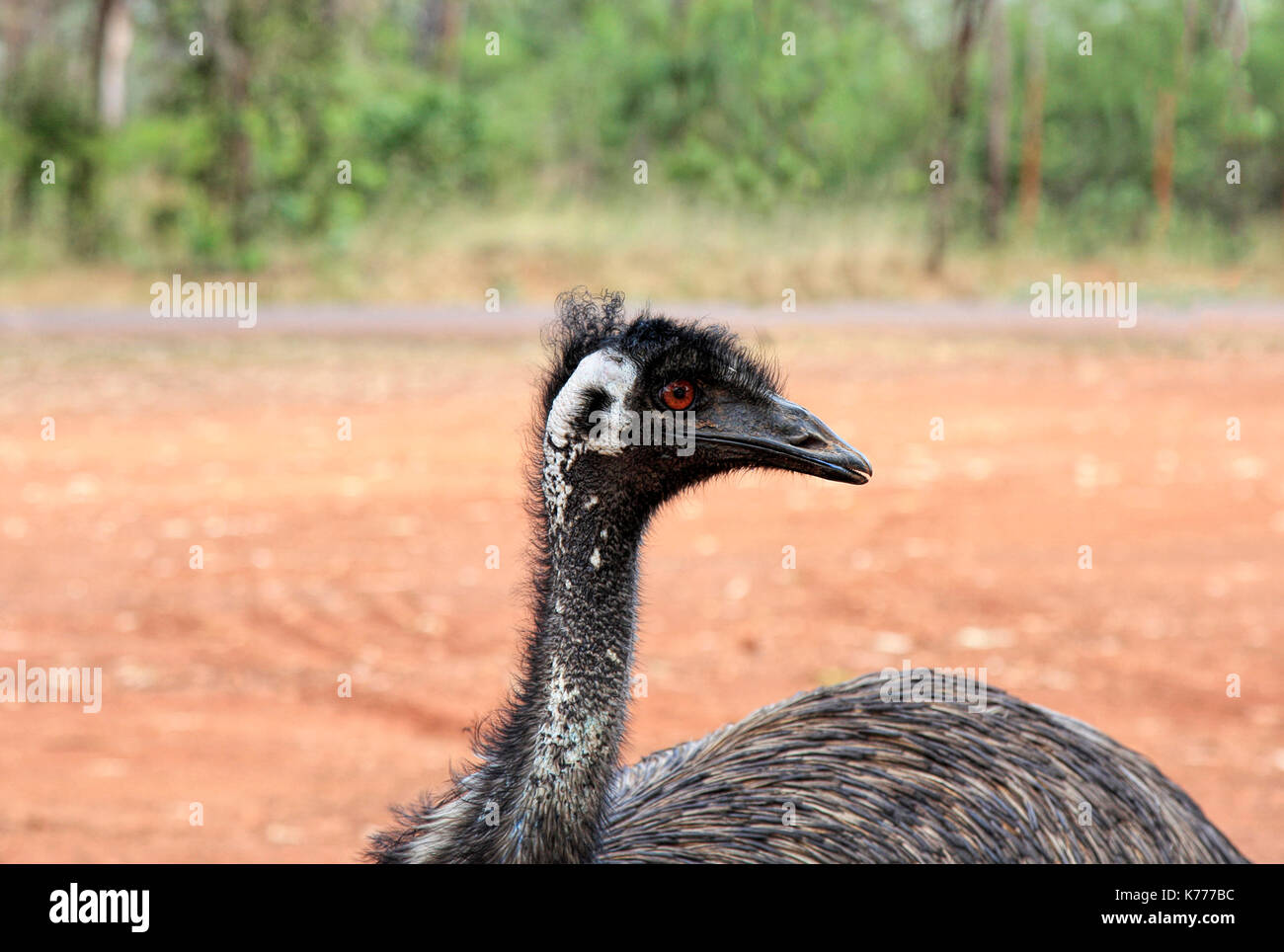 L'Uem selvatici trovati in Australia dove è il più grande uccello nativo Foto Stock