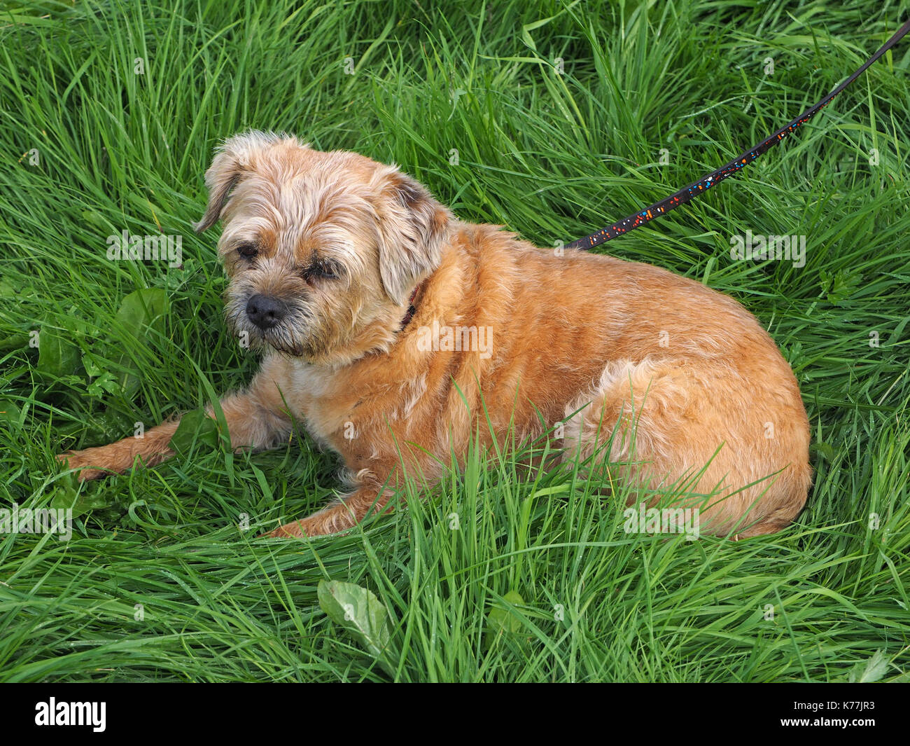 Simpatici Terrier seduto in erba lunga in Cumbria, England, Regno Unito Foto Stock