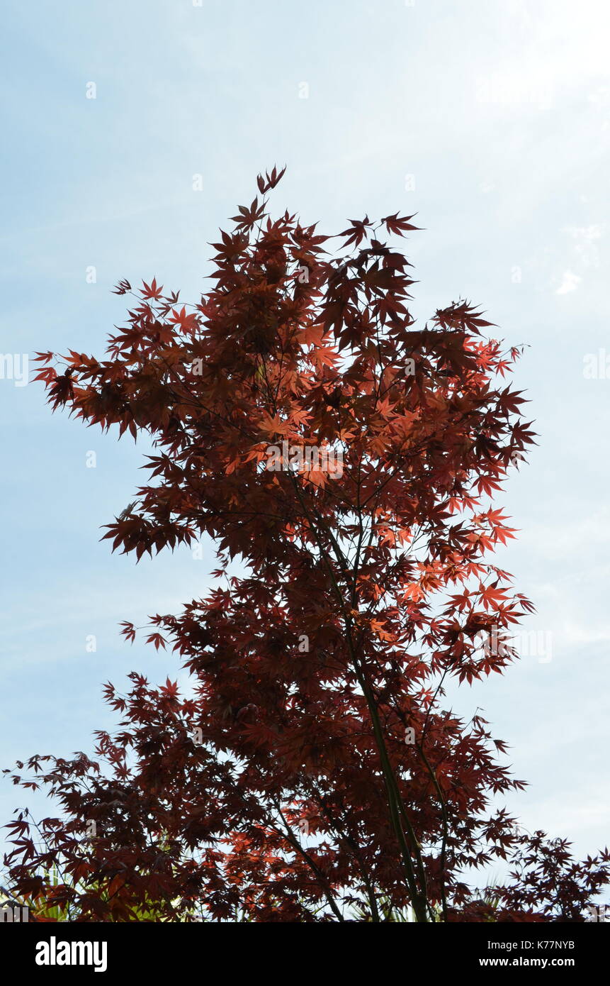 Acero Rosso in Carolina del Sud Foto Stock