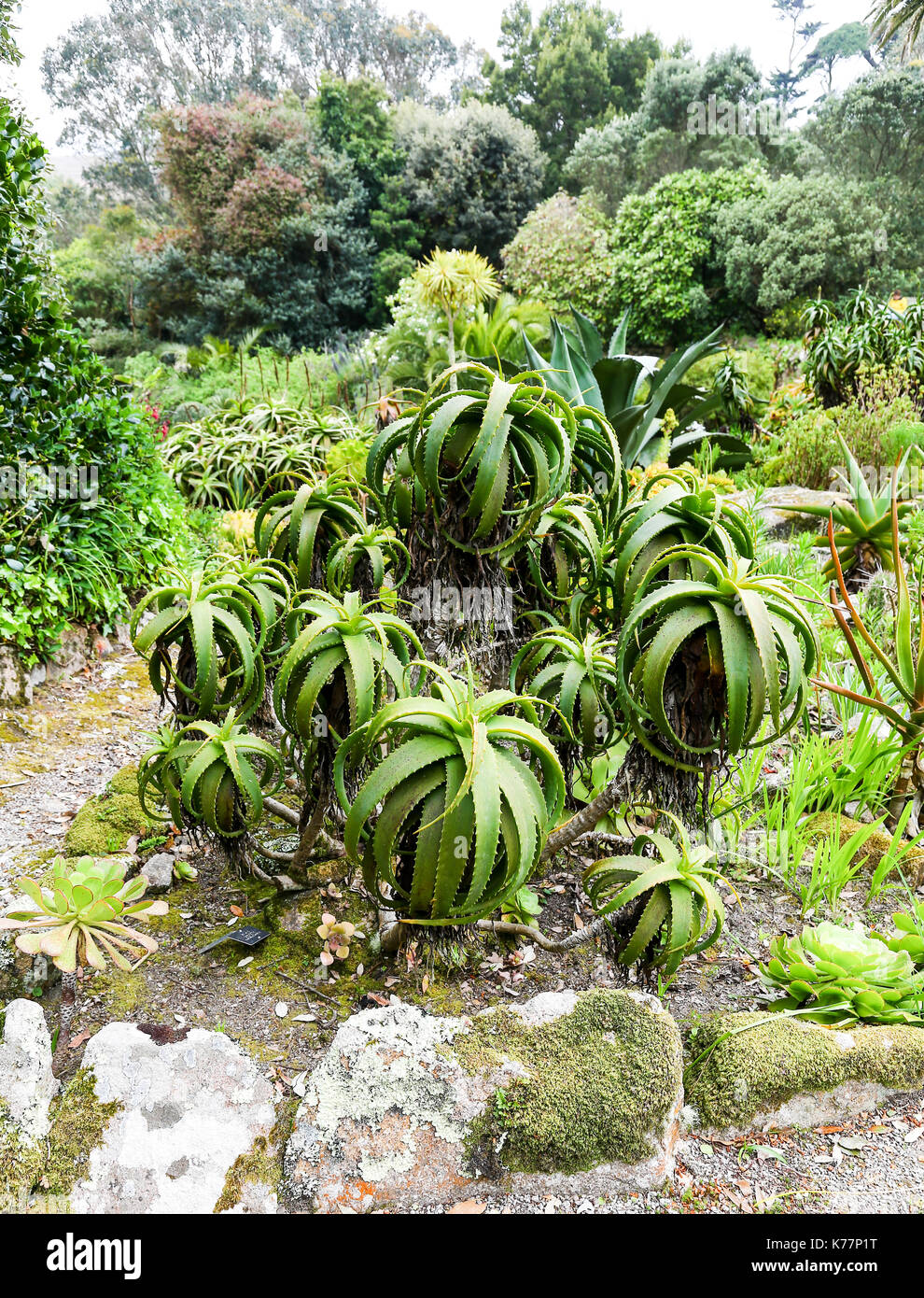 Krantz aloe (Aloe arborescens) Tresco Abbey Gardens, isole Scilly, England, Regno Unito Foto Stock