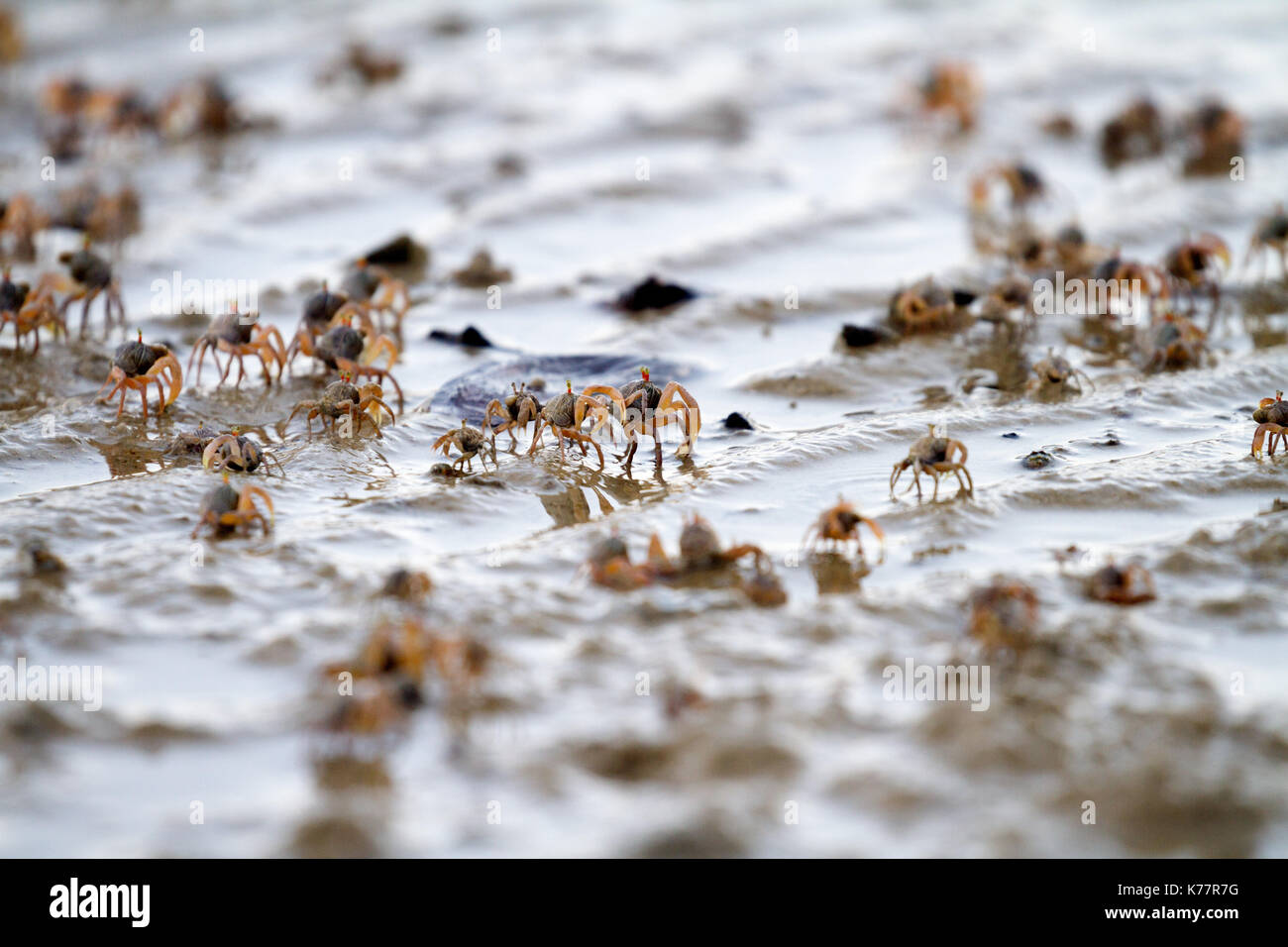 I granchi di sabbia su una spiaggia in Thailandia Foto Stock