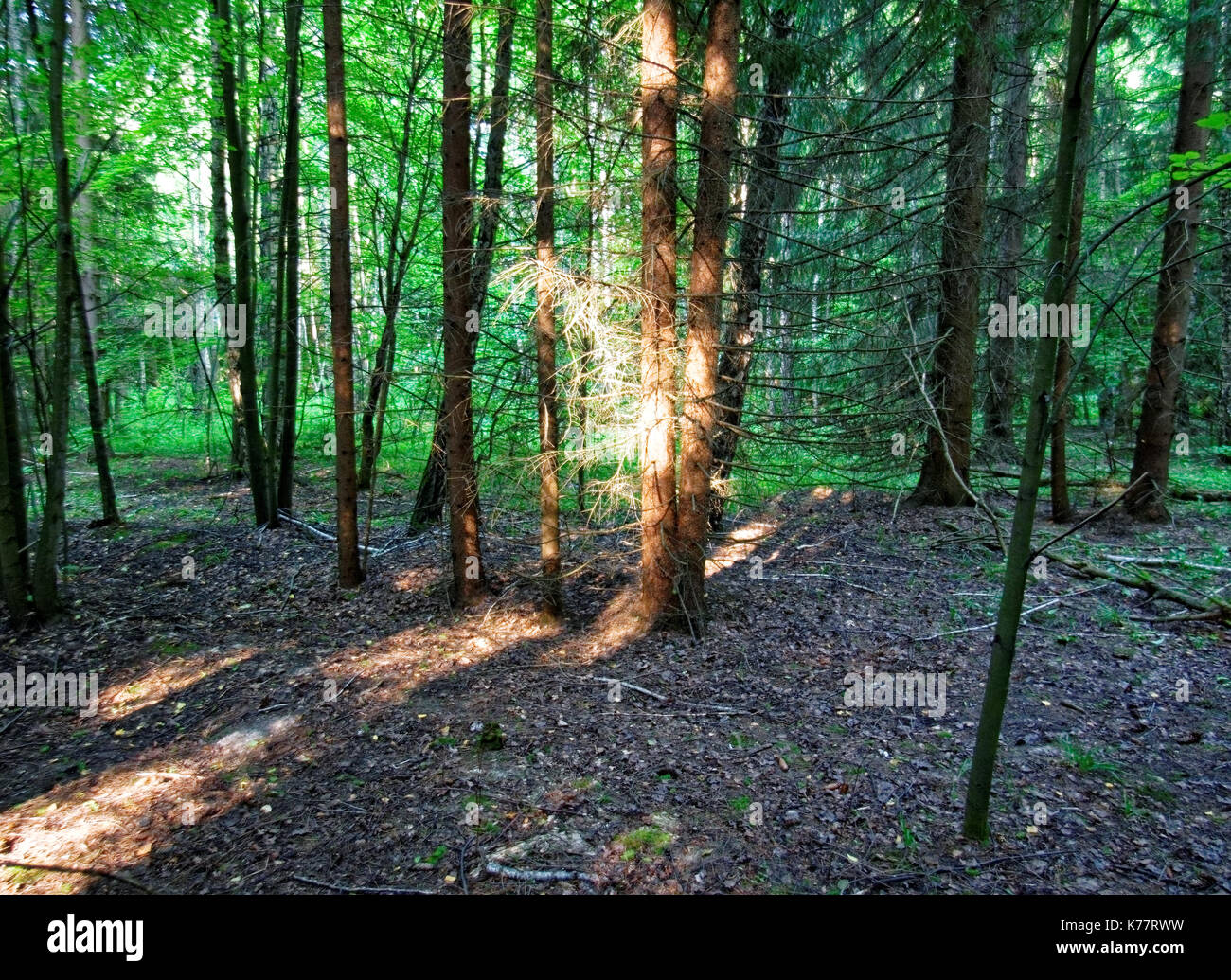 Una fresca estate mattina nella foresta di russo, Oblast di Tula Foto Stock