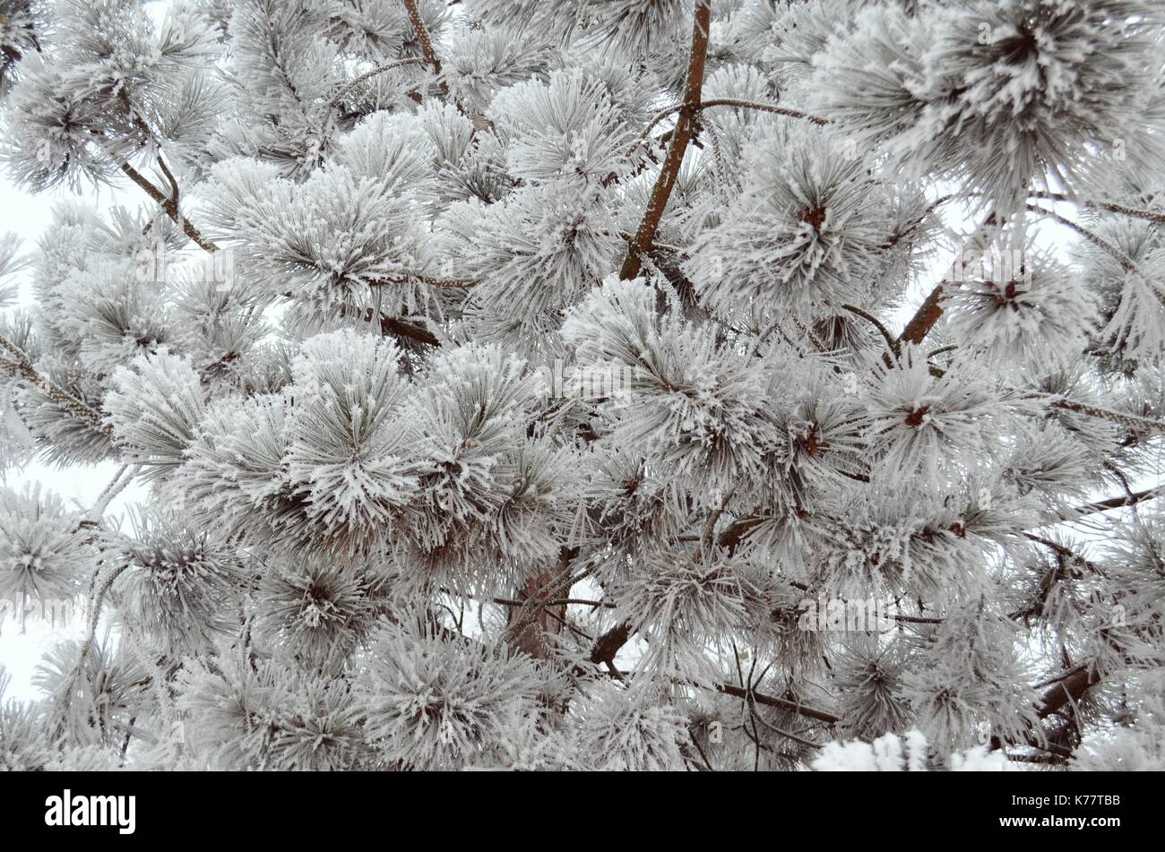 Pine baciato da inverno 2 Foto Stock
