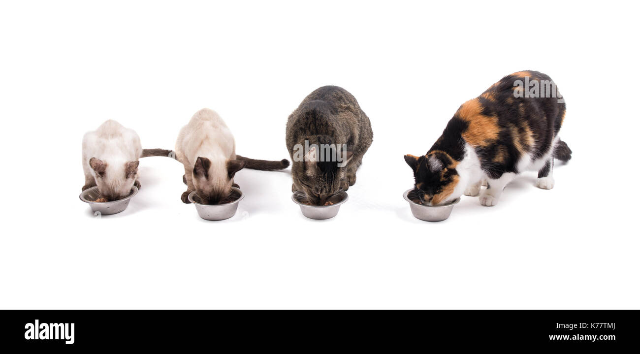 Vista frontale di due gattini e due gatti adulti di mangiare la loro cena, su bianco Foto Stock