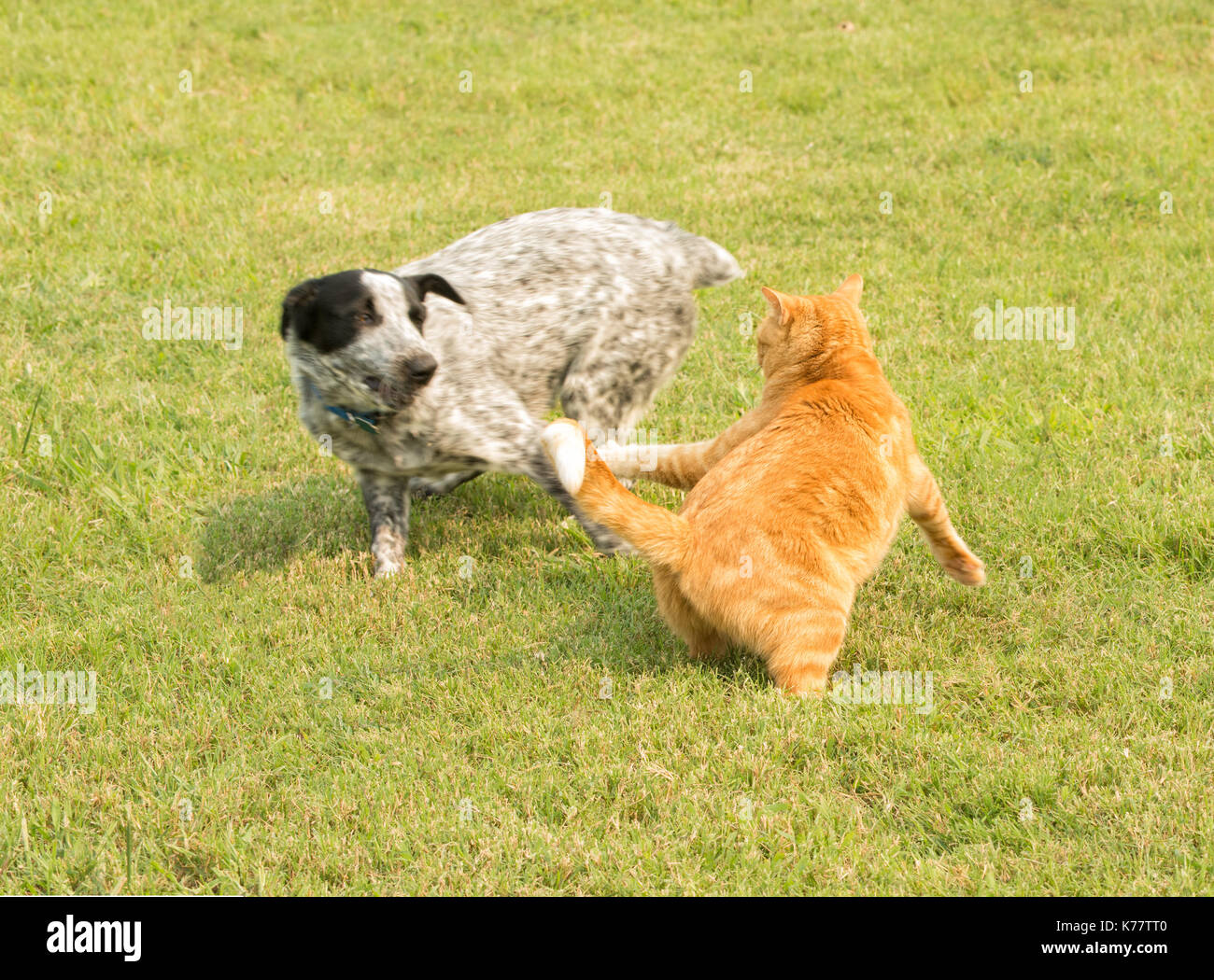 Lo zenzero tabby cat rincorrere un intraprendente spotted dog in esecuzione da, difendendo il suo spazio personale Foto Stock
