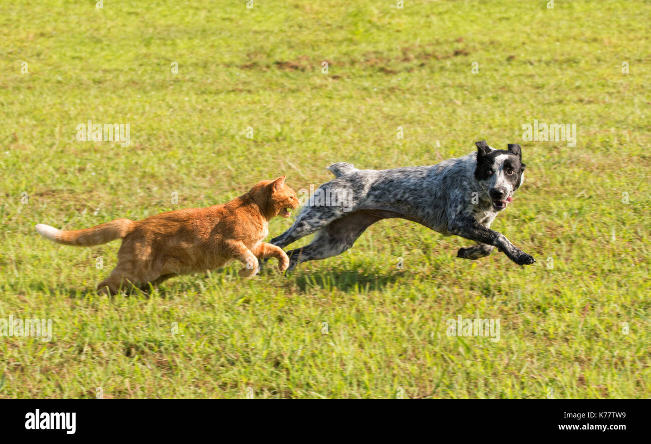 Lo zenzero tabby cat a caccia di un giovane cane in alta velocità, con l'erba verde sullo sfondo Foto Stock